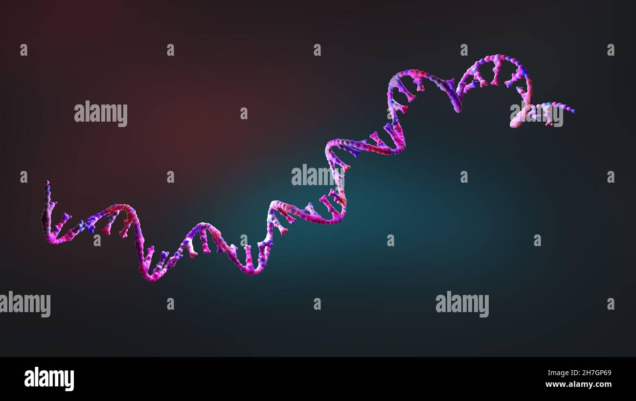 Filamenti di acido ribonucleico costituiti da nucleotidi importanti per la biosintesi proteica - illustrazione 3d Foto Stock
