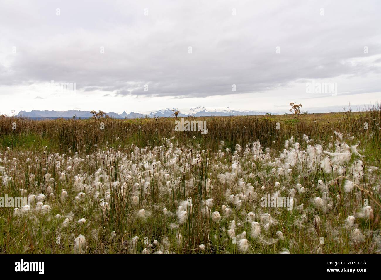 Vista ad angolo basso di cottongrass che cresce in una delle zone umide in Islanda con sullo sfondo le montagne innevate Foto Stock
