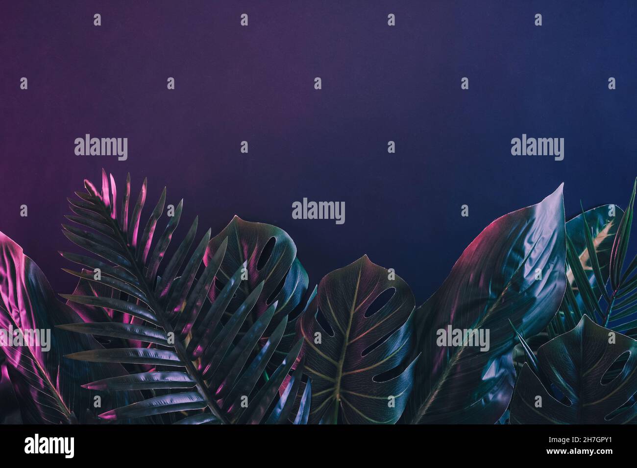 Drammatica illuminazione blu e rosa su foglie e facciate di piante tropicali che formano un bordo inferiore su uno sfondo blu di mezzanotte con spazio copia Foto Stock