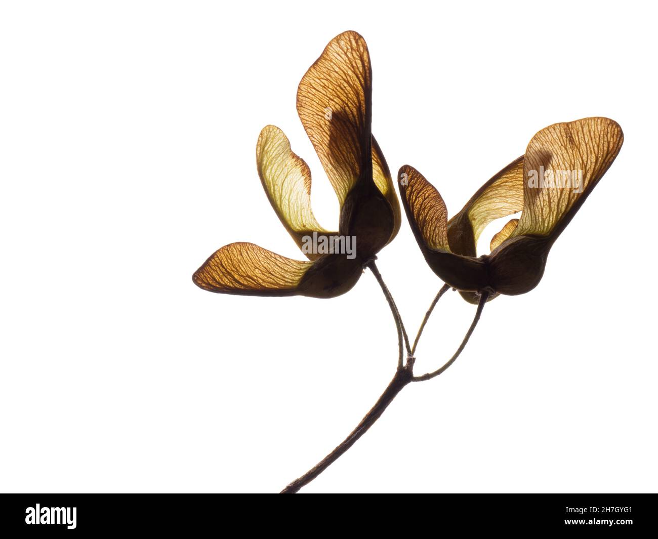 Acer pseudoplatanus, semi di sicomoro, isolato su bianco. Foto Stock