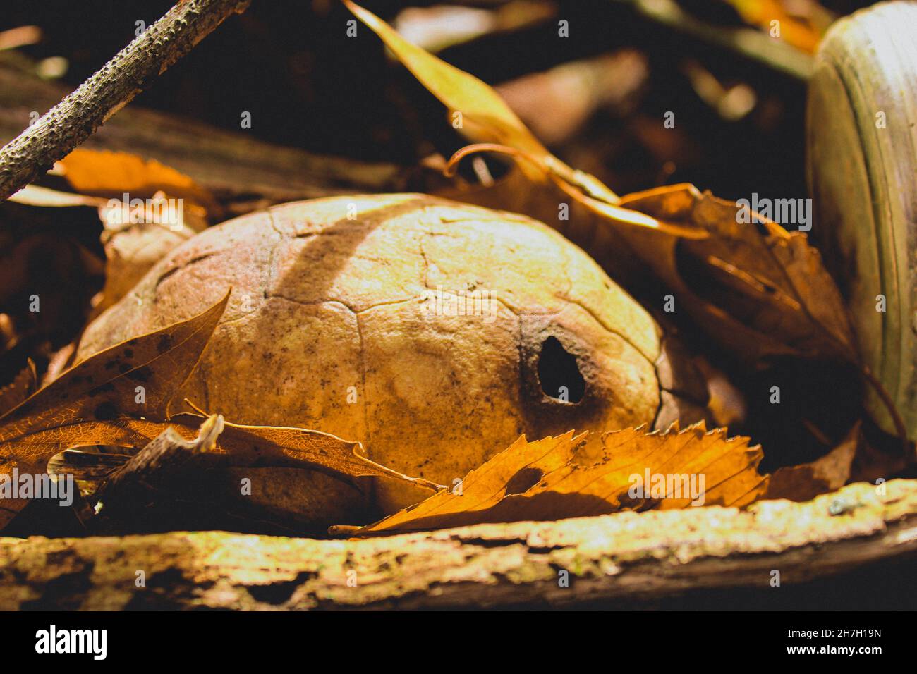 Una vecchia tartaruga nella foresta d'autunno Foto Stock