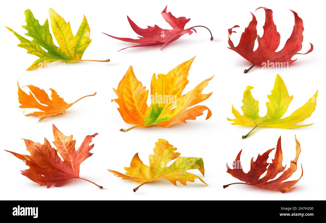 Foglie d'autunno isolate. Foglie colorate cadute a terra con ombra isolata su sfondo bianco Foto Stock