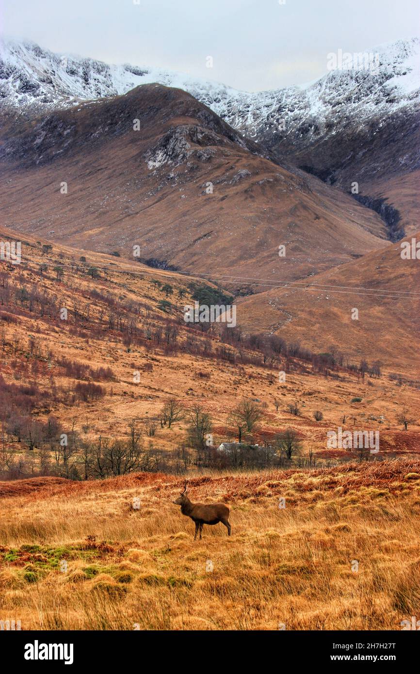 Colpo verticale di un cervo rosso con uno sfondo di un altopiano, Scozia, Regno Unito Foto Stock