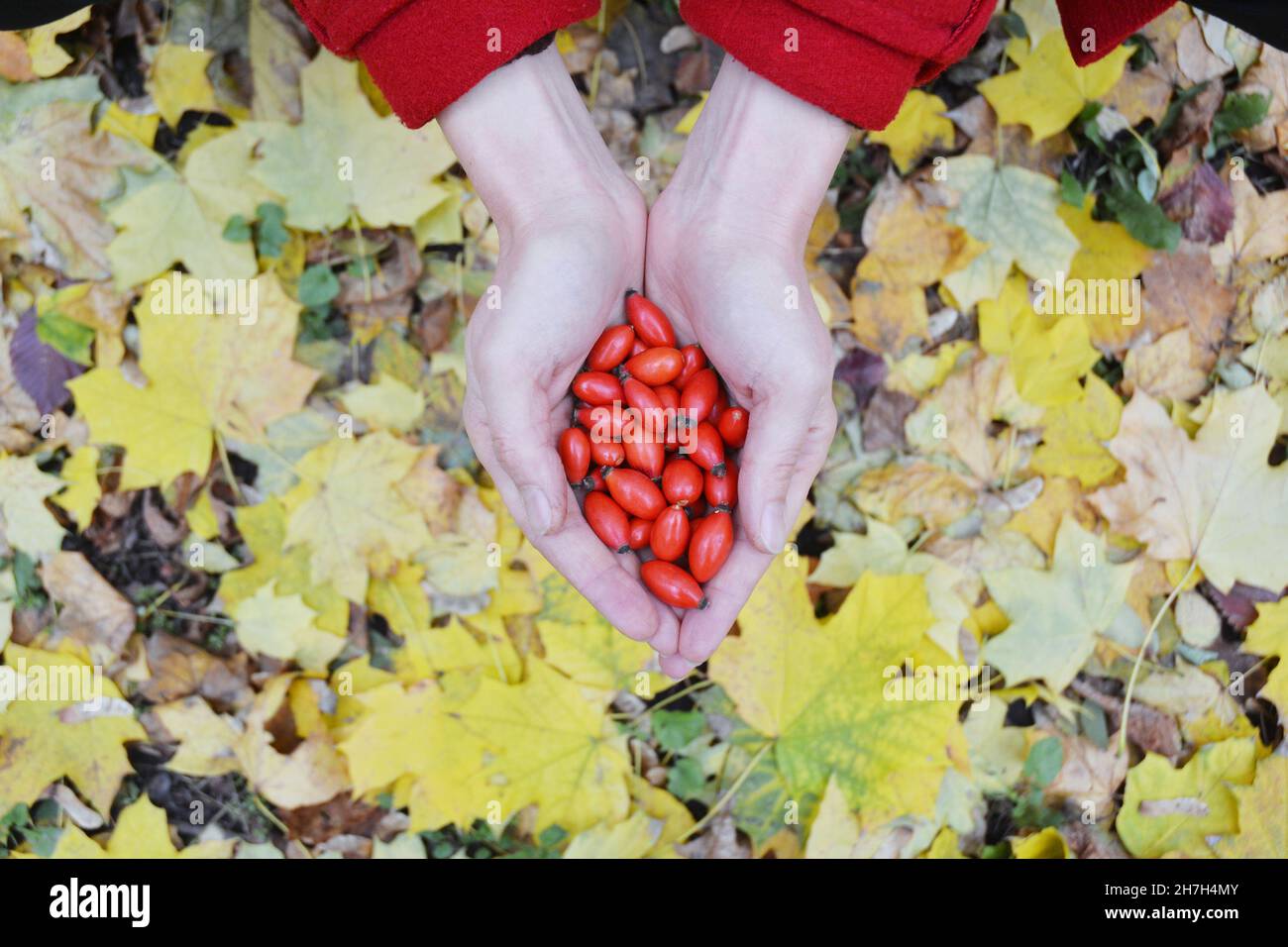 Raccolta delle anche di rose in autunno. Un primo piano di fianchi rossi di rosa tenuti nelle mani della donna contro foglie gialle cadute autunno. Benefici per la salute di anche di rosa. Foto Stock