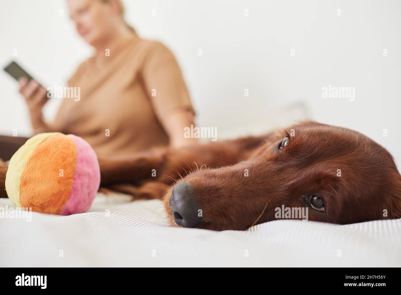 Primo piano di cane a capelli lunghi che giace sul letto con la donna sullo sfondo, spazio copia Foto Stock