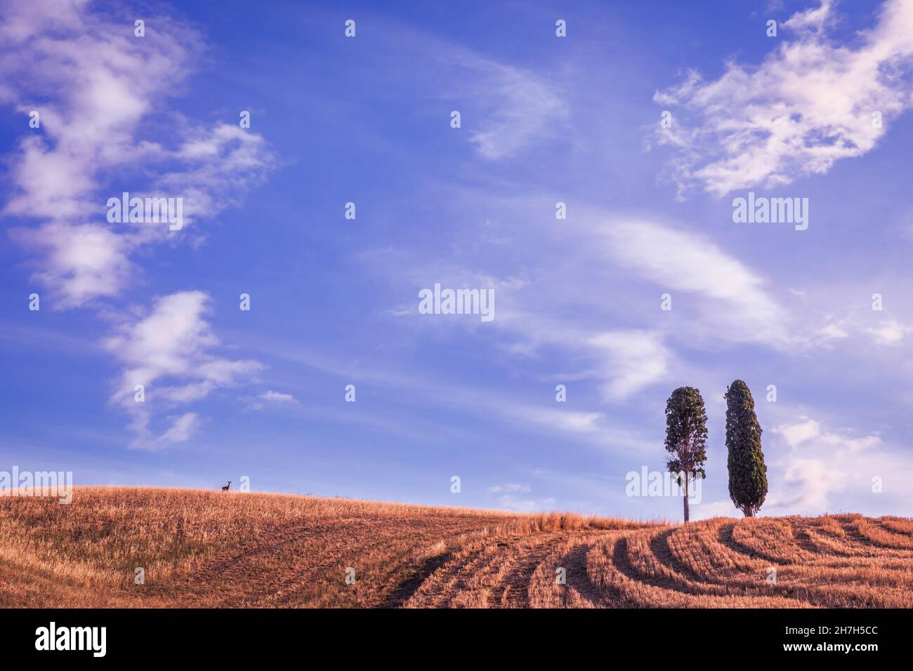 Paesaggio toscano con cipressi, San Quirico dOrcia, Val dOrcia, Toscana, Italia Foto Stock