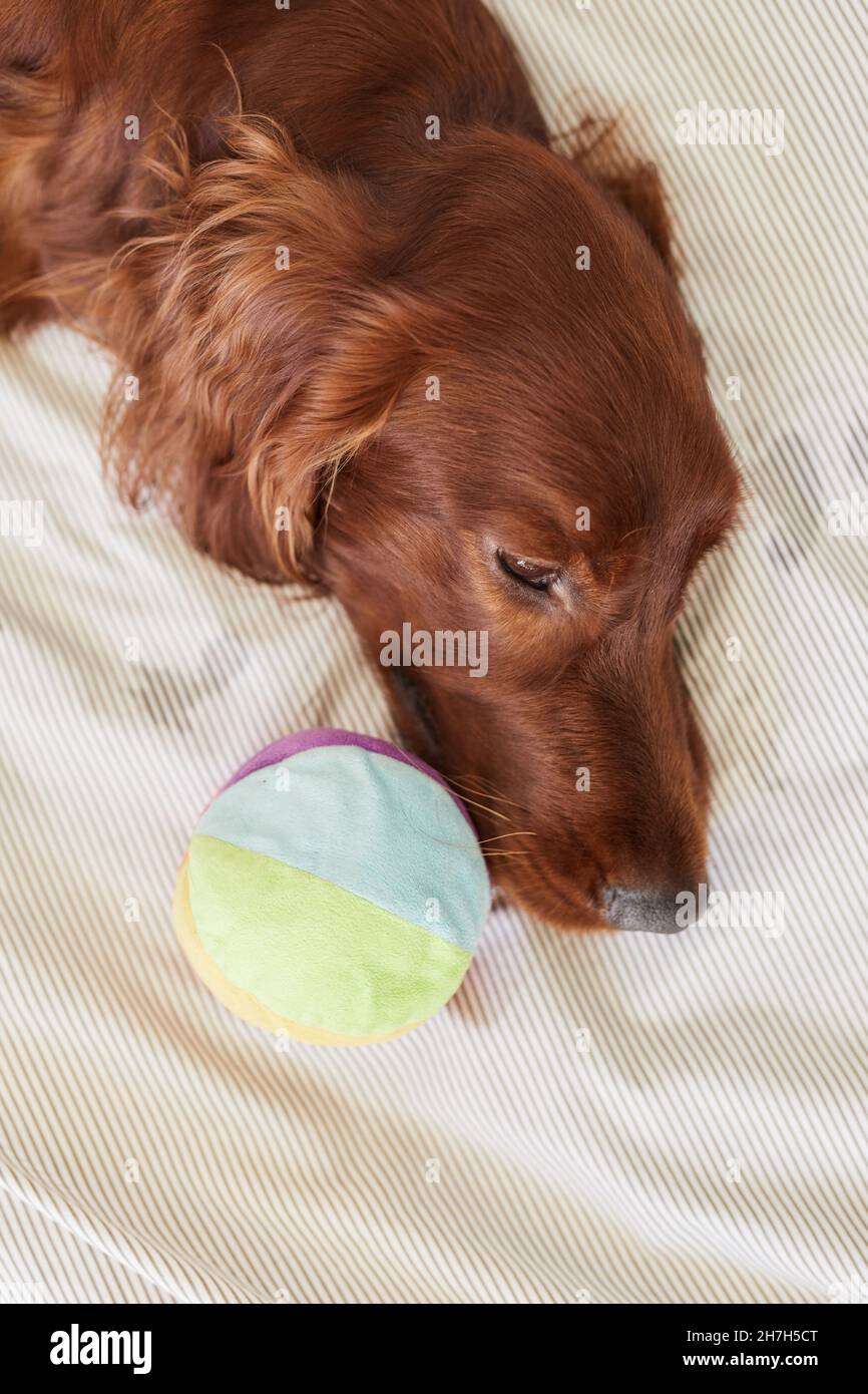 Vista dall'alto da vicino del cane dai capelli lunghi che giace sul letto con la sfera del giocattolo Foto Stock
