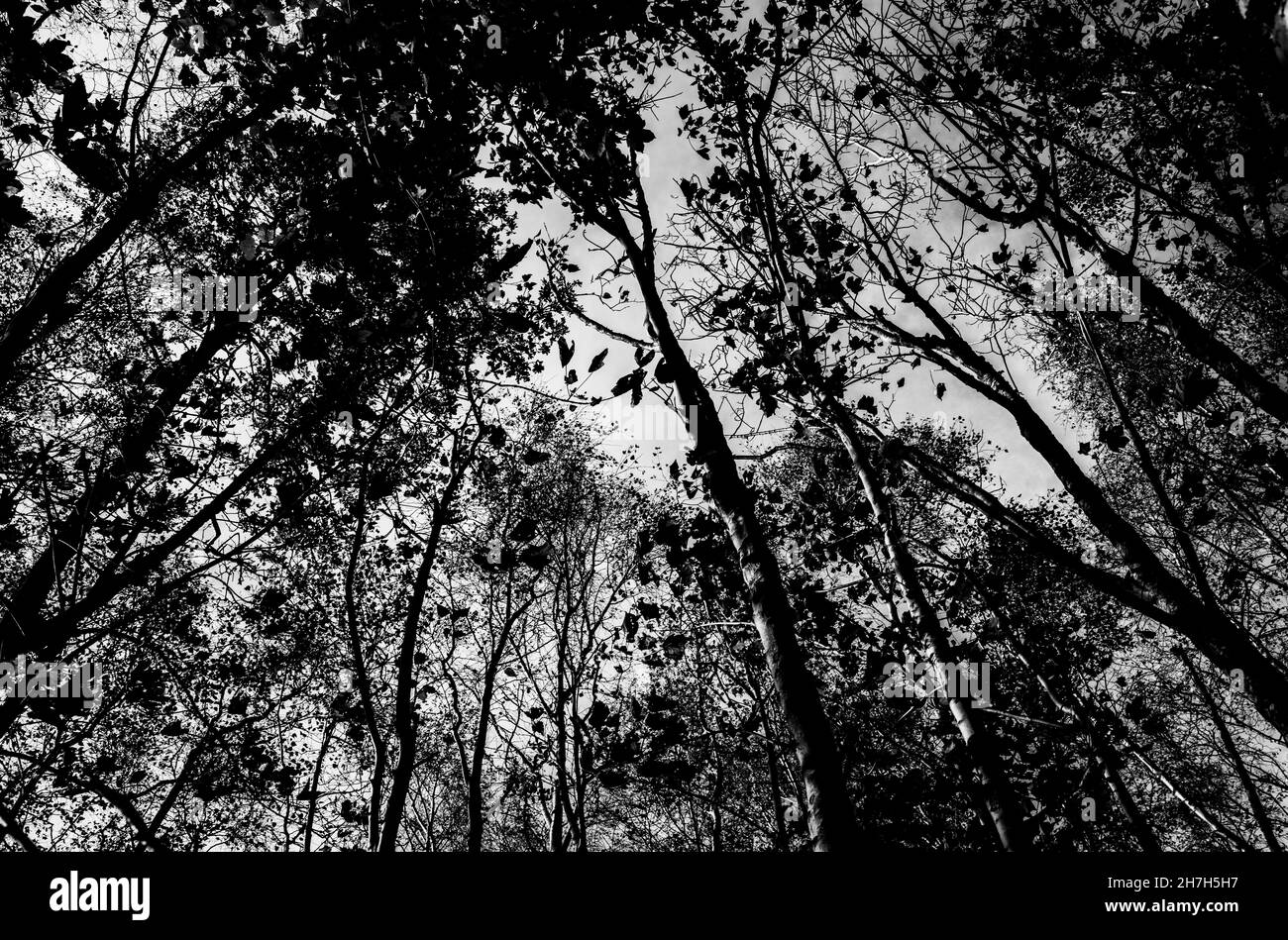 Gli alberi in un legno del Sussex si innalzano nel cielo in cerca di luce. Autunno 2021 Foto Stock