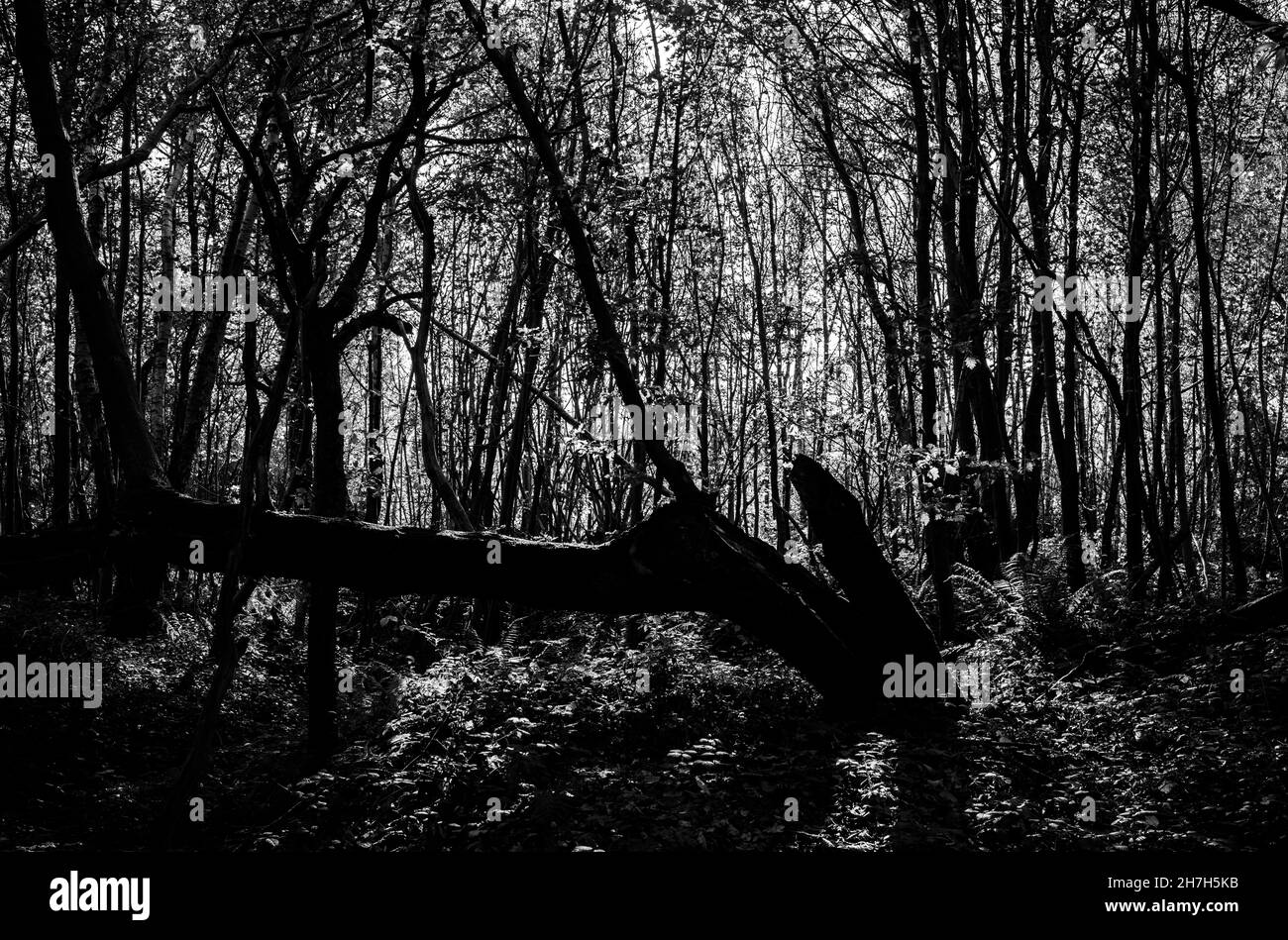 Gli alberi in un legno del Sussex si innalzano nel cielo in cerca di luce. Autunno 2021 Foto Stock