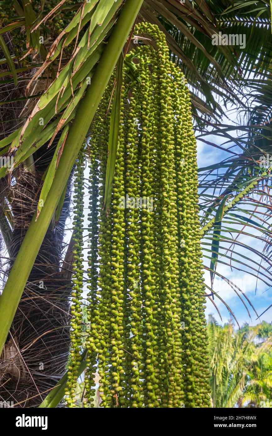 Frutto di una palma di zucchero, anche areng (Arenga pinnata) - Florida, USA Foto Stock