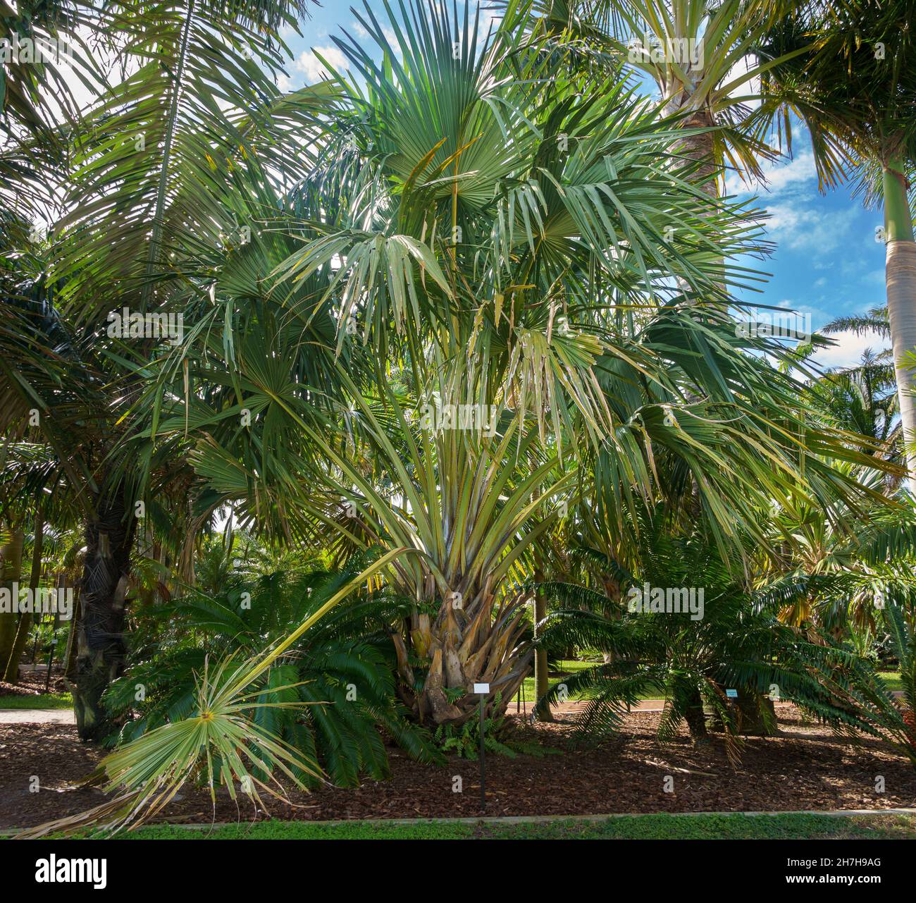 Palma di Talipot (Corypha umbraculifera), originaria dell'India e dello Sri Lanka - Florida, USA Foto Stock