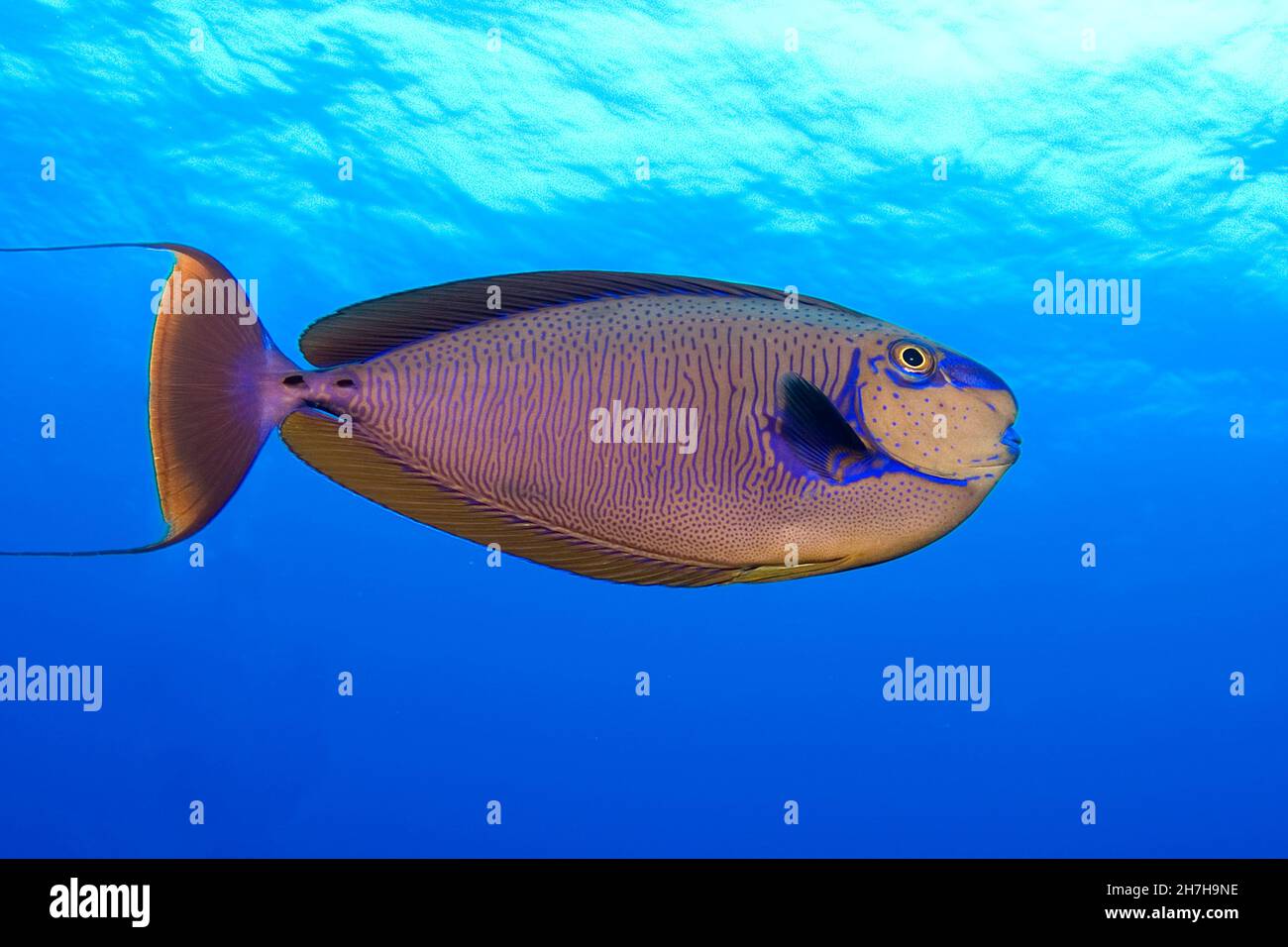 POLINESIA FRANCESE. TUAMOTU. PASSO CHIRURGICO DI RANGIROA.FISH DA TIPUTA Foto Stock