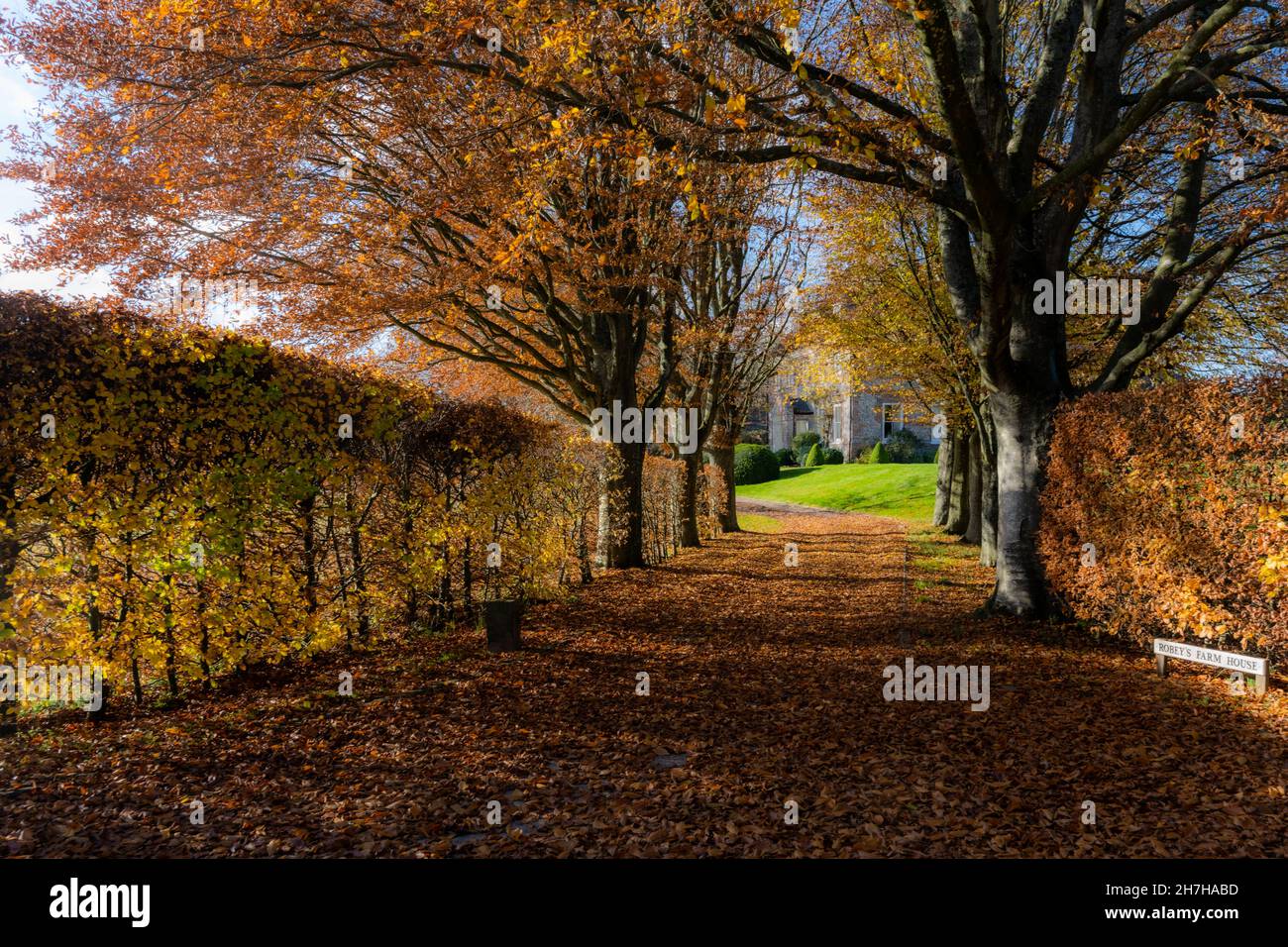 Autunno foglie cadute. Roseys Farm House, Brown Candover, Hampshire, Regno Unito Foto Stock