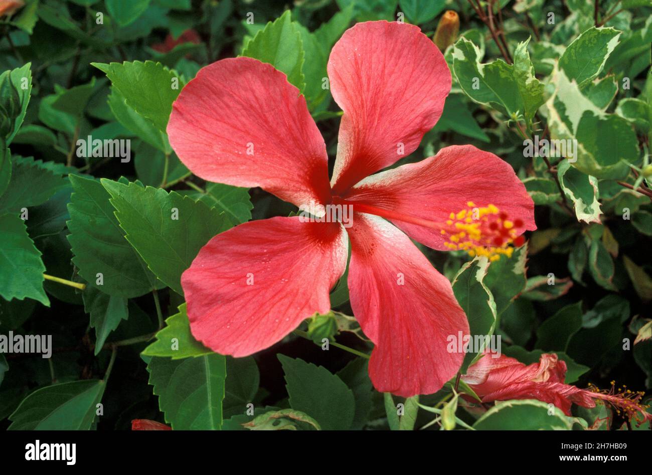 ANTILLE FRANCESI. ISOLA DELLA MARTINICA. HIBISCUS CARAIBES FIORE Foto Stock