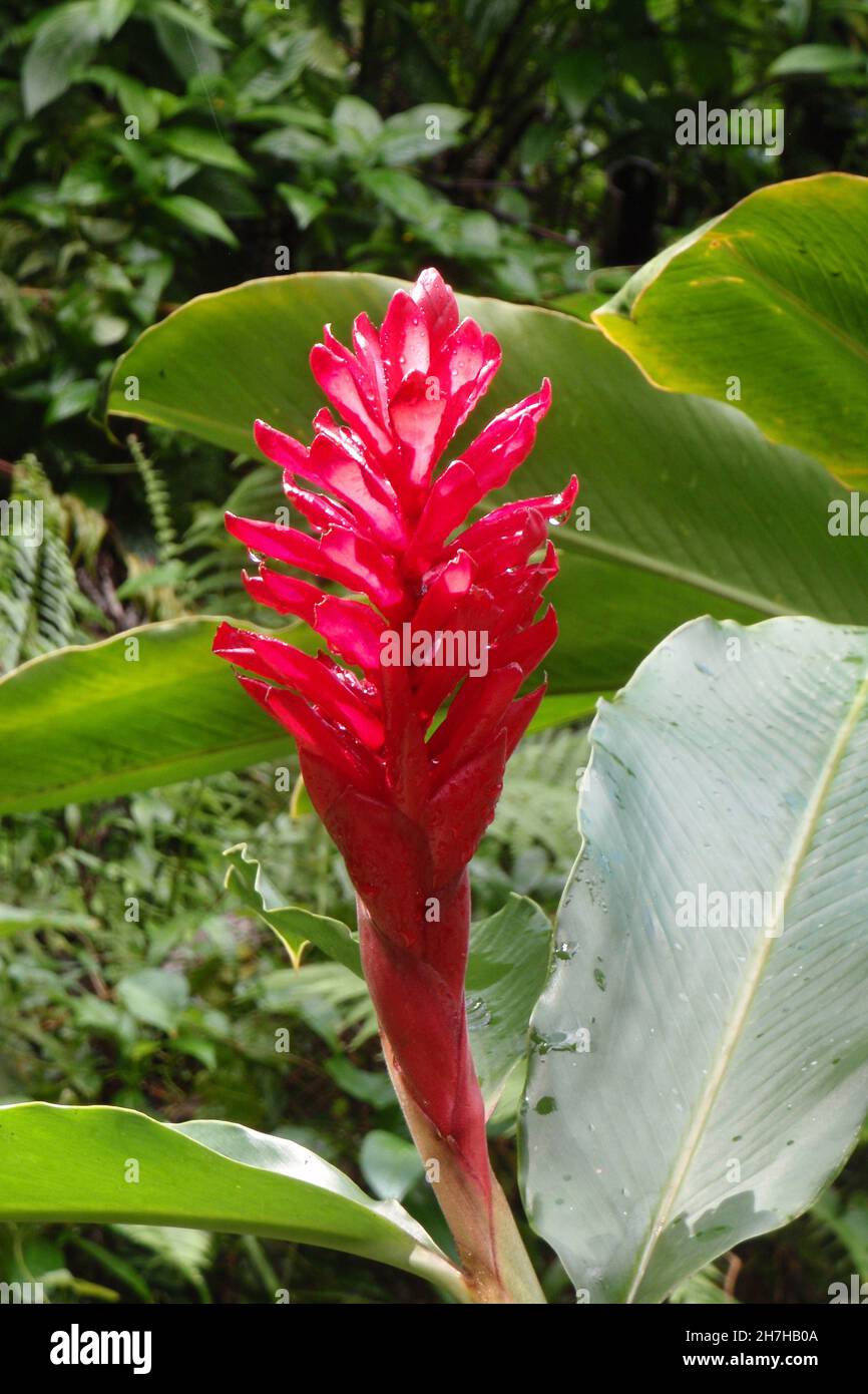 ANTILLE FRANCESI. MARTINICA. FIORE ALPINIA Foto Stock