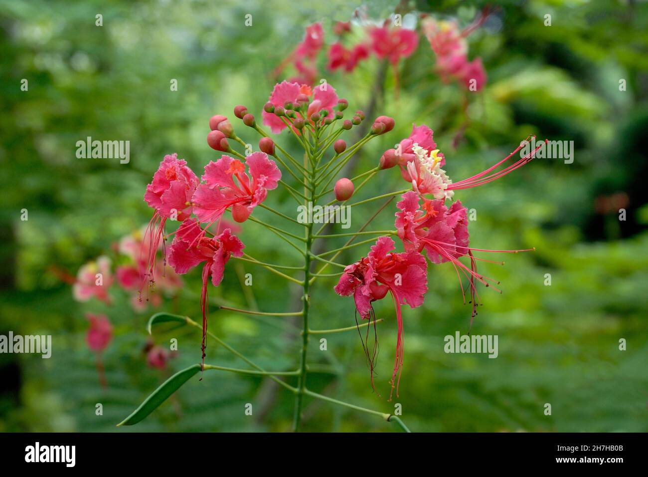 ANTILLE FRANCESI. ISOLA DELLA MARTINICA. PETIT FLAMBOYANT FIORI Foto Stock