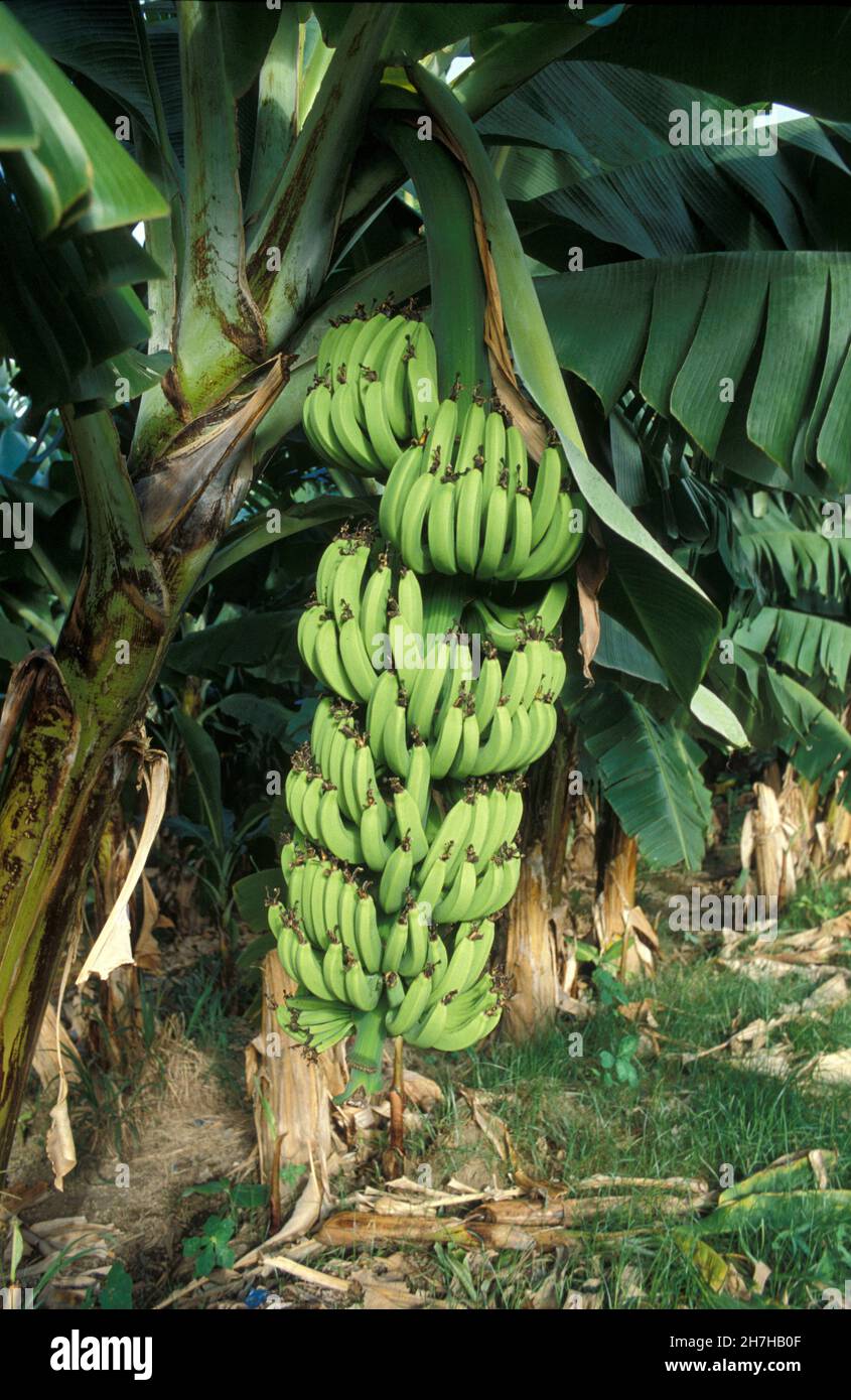 ANTILLE FRANCESI. ISOLA DELLA MARTINICA. BANANA PIANTAGIONE Foto Stock
