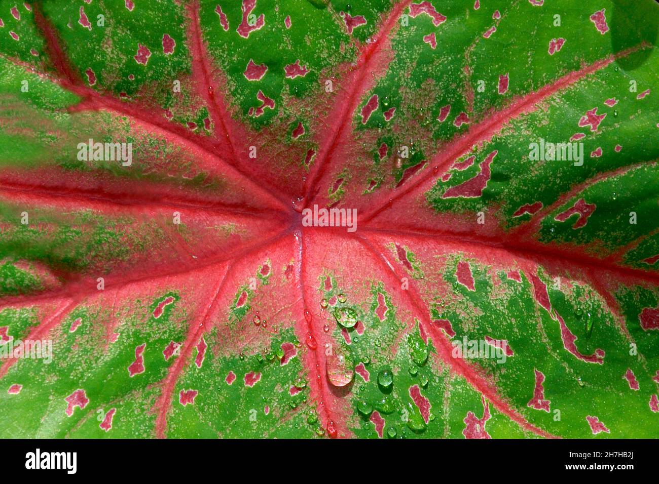 ANTILLE FRANCESI. ISOLA DELLA MARTINICA. LASCIA Foto Stock