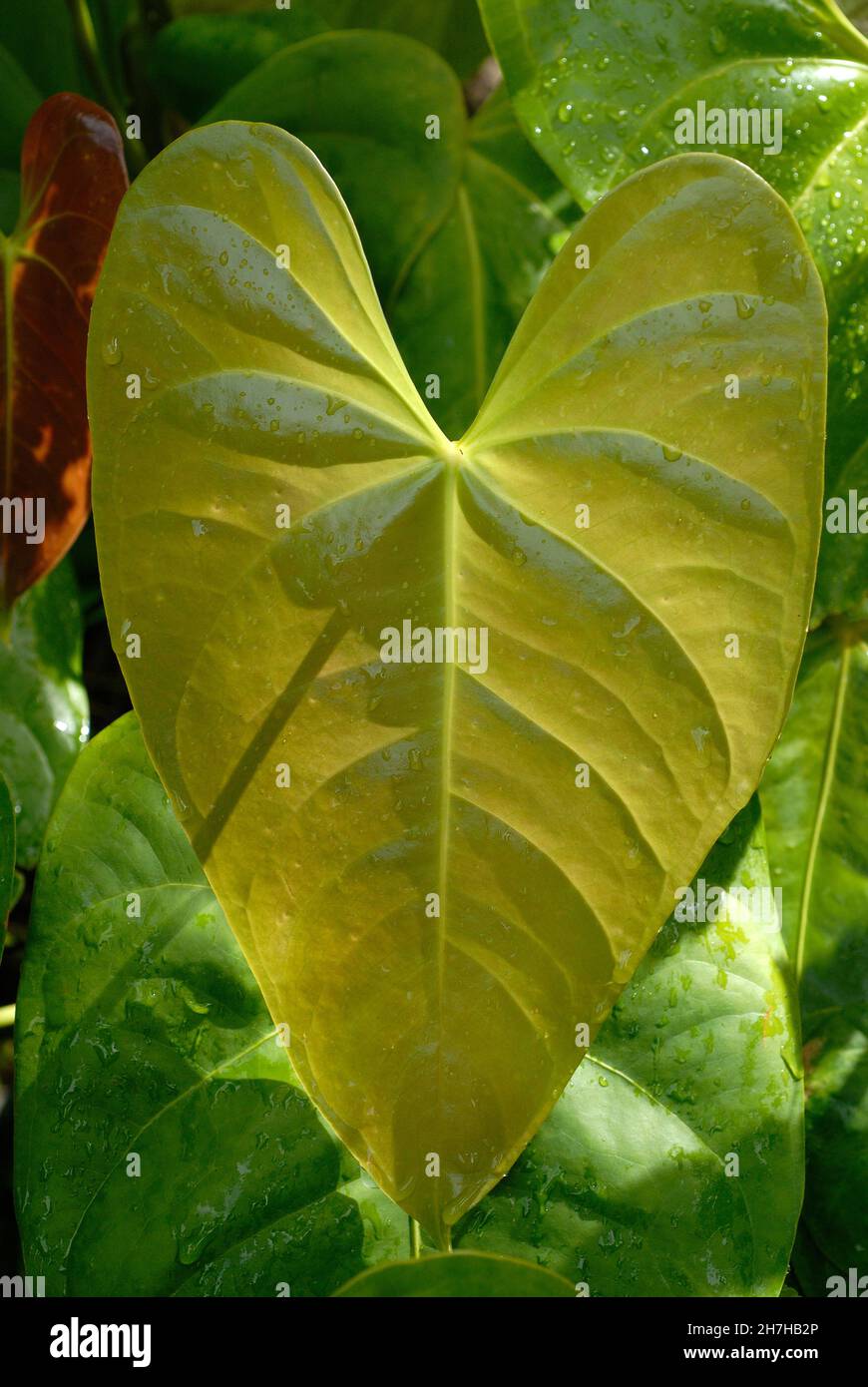 ANTILLE FRANCESI. ISOLA DELLA MARTINICA. LASCIA Foto Stock