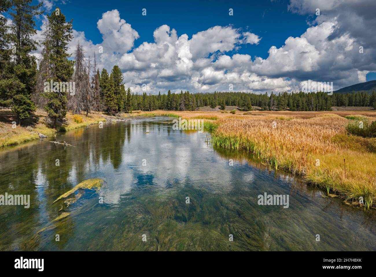 Glade Creek, da Grassy Lake Road, FR 261, John D. Rockefeller Jr. Memorial Parkway area protetta, Greater Yellowstone Area, Wyoming, USA Foto Stock