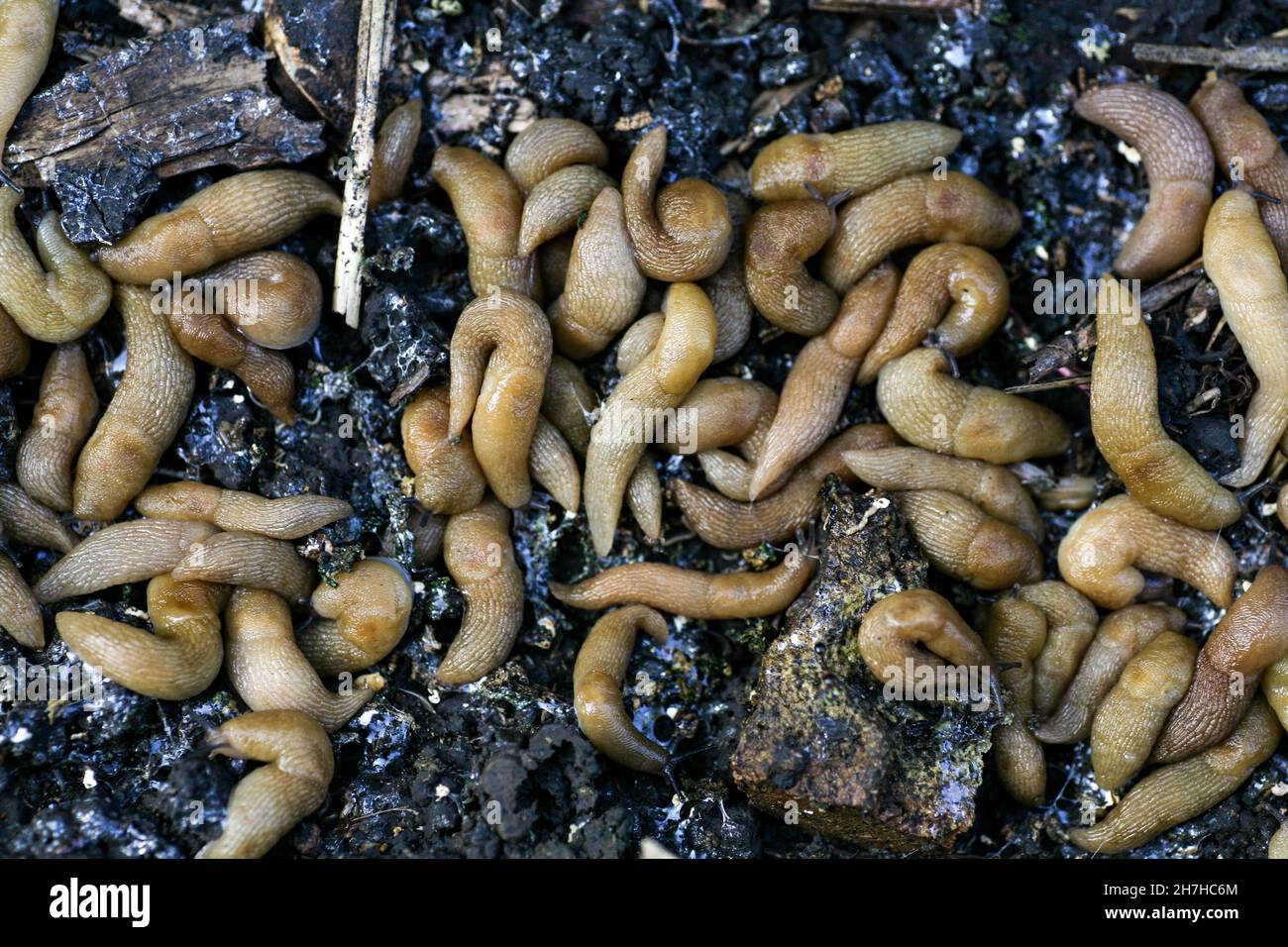 lumache nel giardino del coltivatore. Un grande gruppo di guai di Gastropoda che si nascondono accanto ad un orto in giardino. Pesti di brocche che rovinano il raccolto di piante e frutti. Foto Stock
