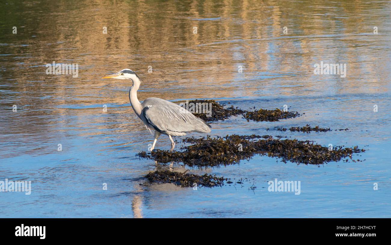 Airone cenerino Foto Stock