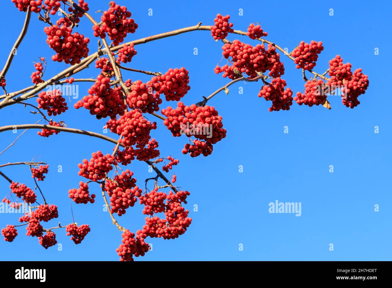 Natura dicembre, ramificazioni rowan con bacche rosso brillante e cielo blu chiaro Foto Stock
