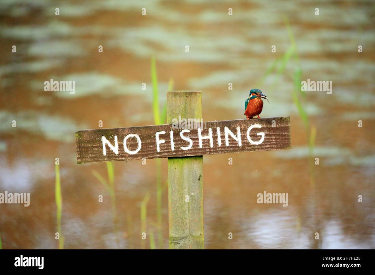 Kingfisher (Alcedo atthis) che tiene un pesce mentre arroccato su un segno di non pesca in Shropshire, Inghilterra, Regno Unito. Foto Stock