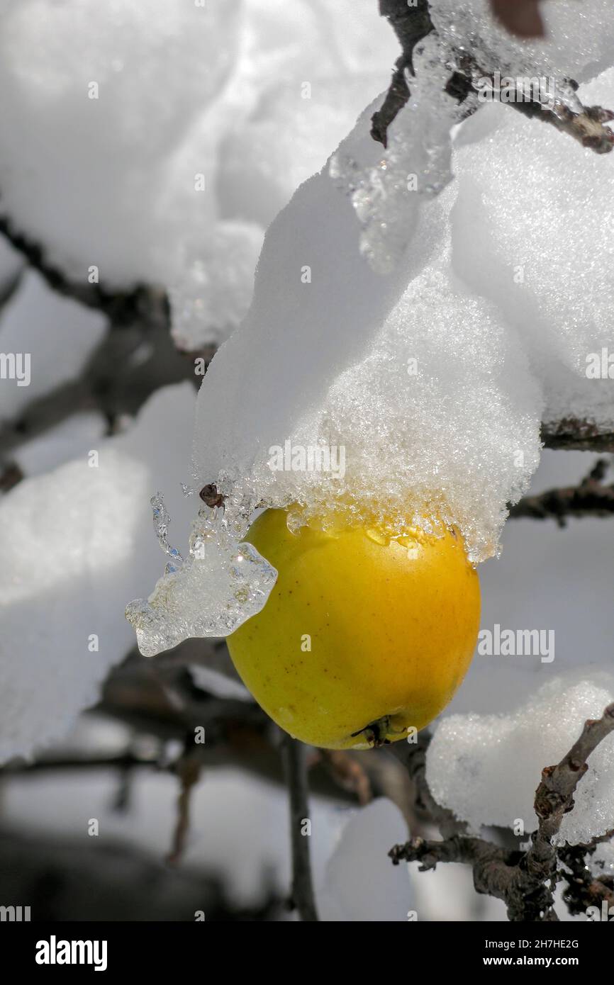 mela coperta di neve, Foto Stock