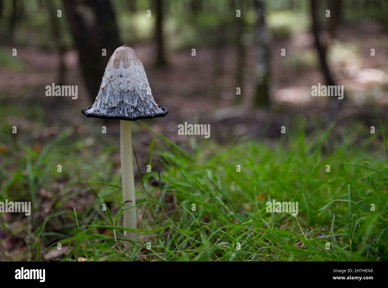 funghi ikkcap nella foresta in olanda Foto Stock