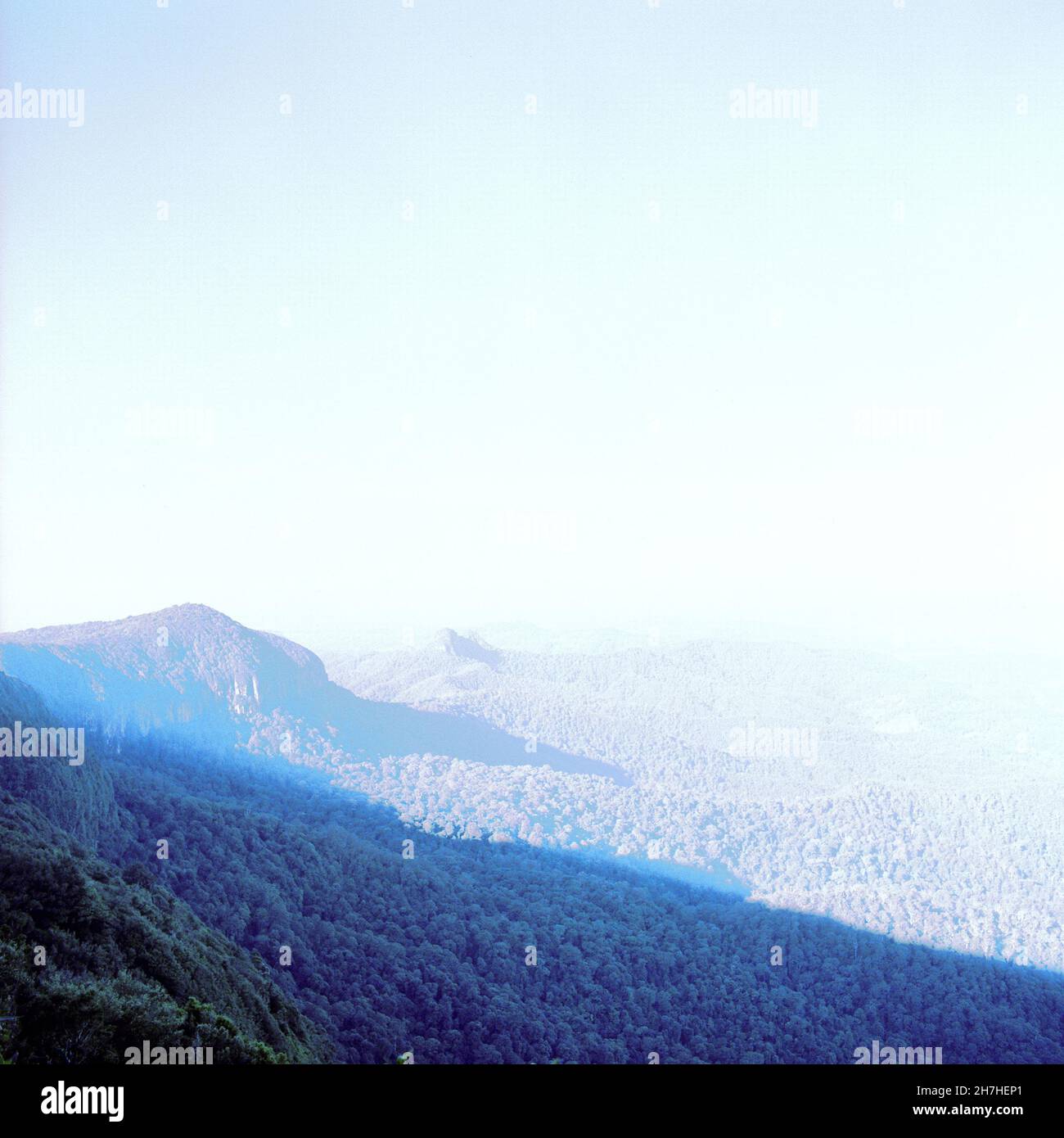 Springbrook National Park, Gold Coast, Queensland, Australia. Foto Stock