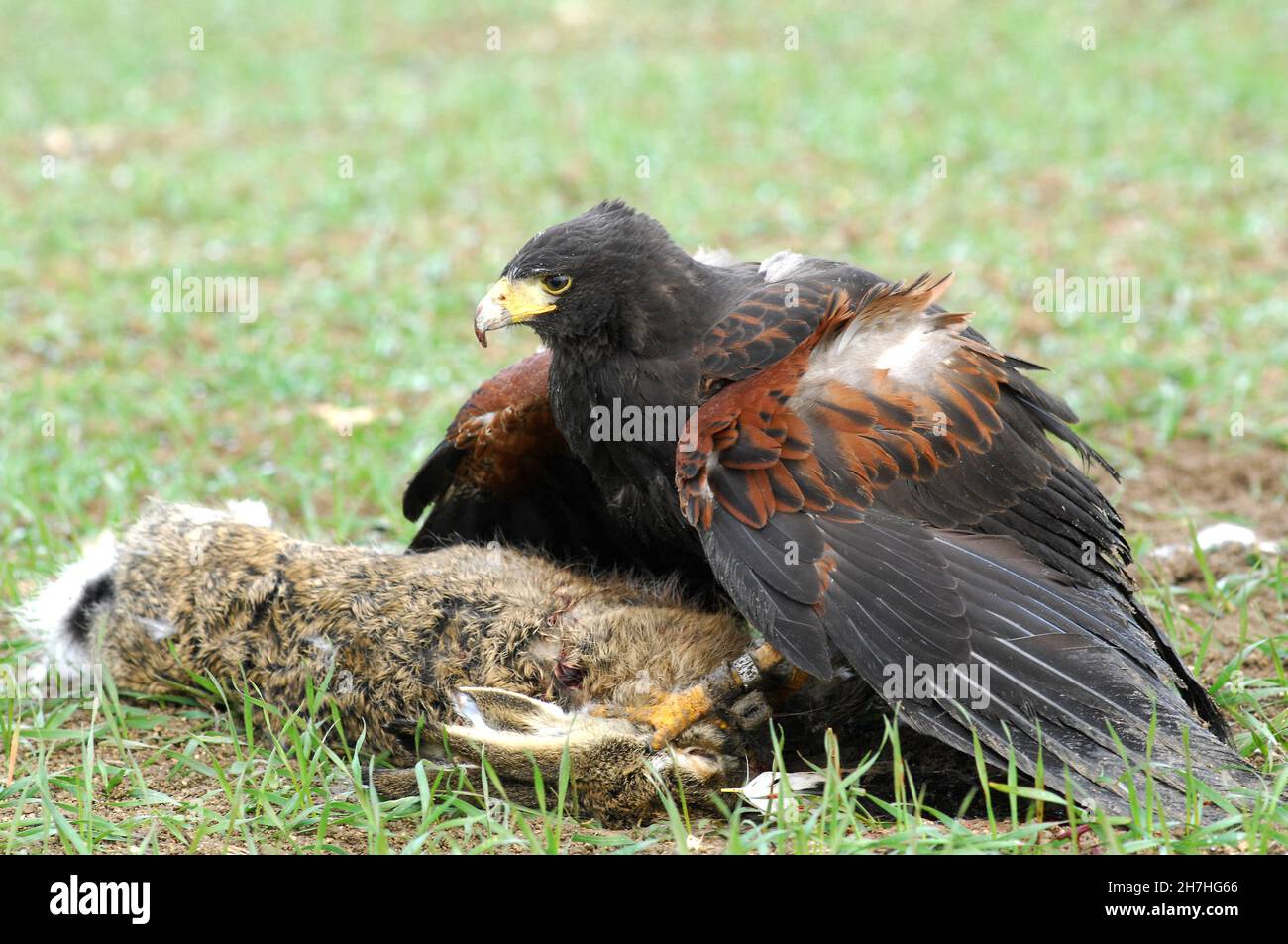 FRANCIA. FALCONERIA. BUZZARD CON UNA LEPRE DURANTE UNA CACCIA CON RAPACI. Foto Stock