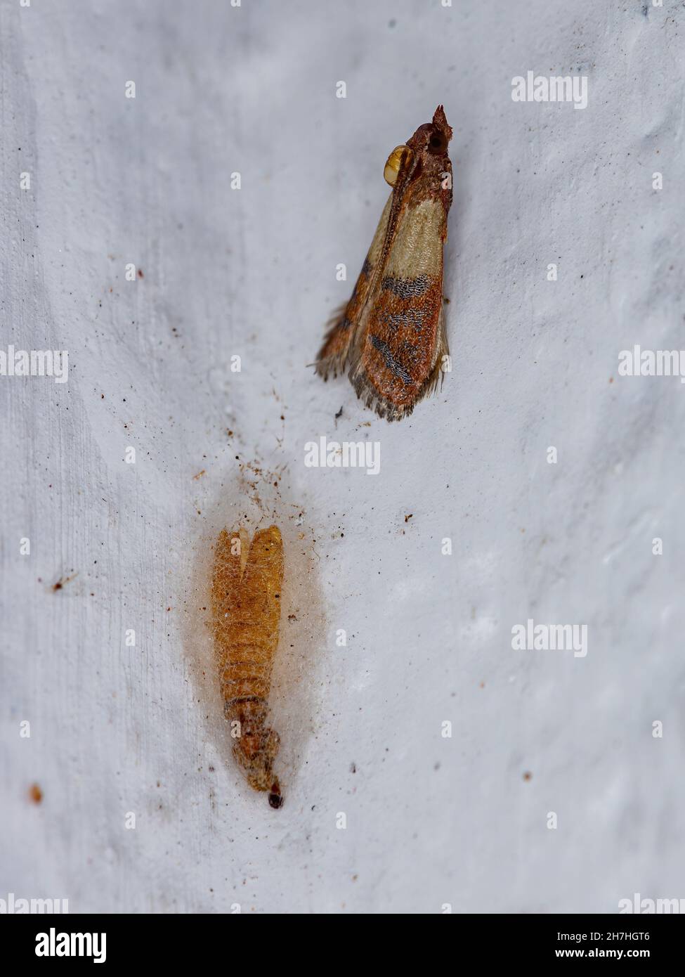 Pasto indiano adulto Moth della specie Plodia interpunctella appena fuori del bozzolo Foto Stock
