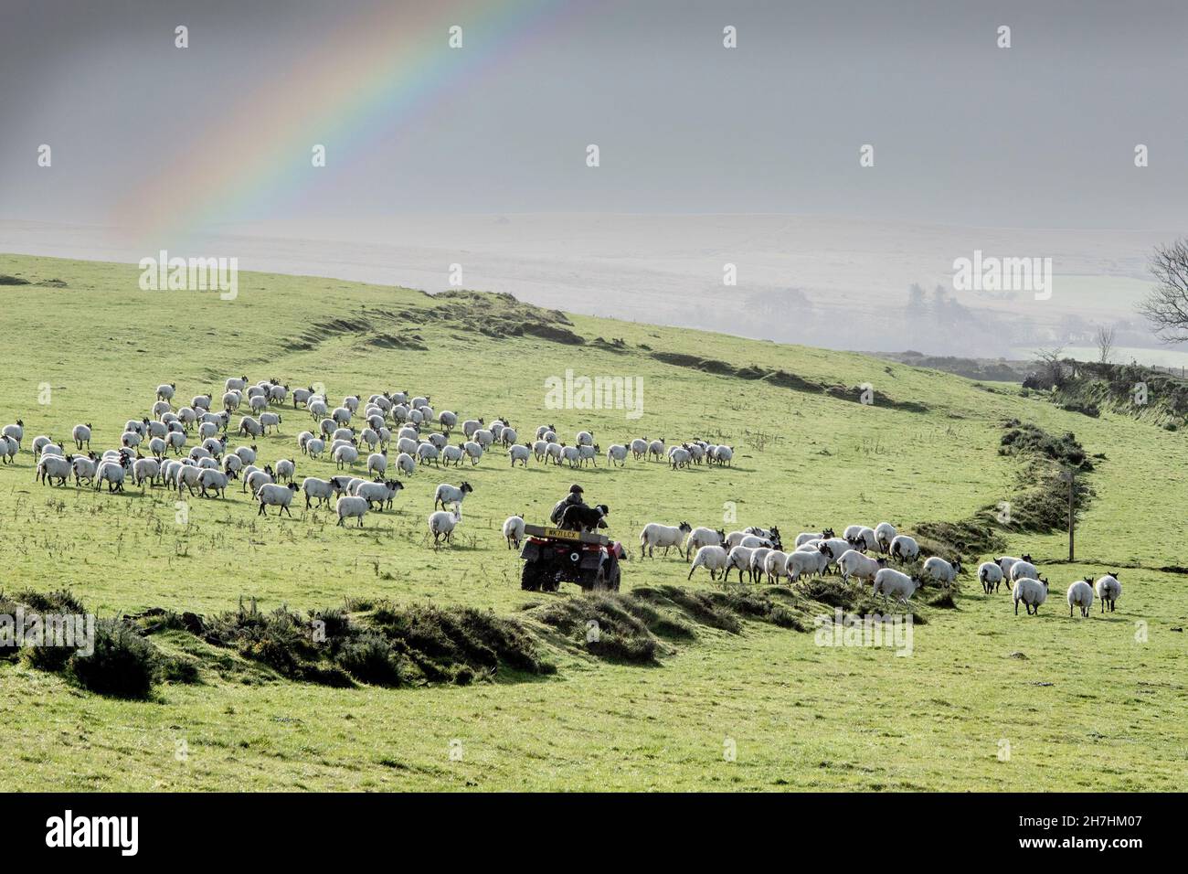 Coltivatore che muove pecore attraverso Dartmoor Foto Stock