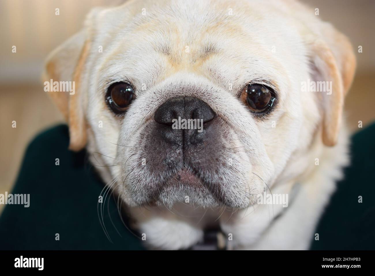 Carino pug cane cucciolo faccia con gli occhi intelligenti primo piano. Foto Stock