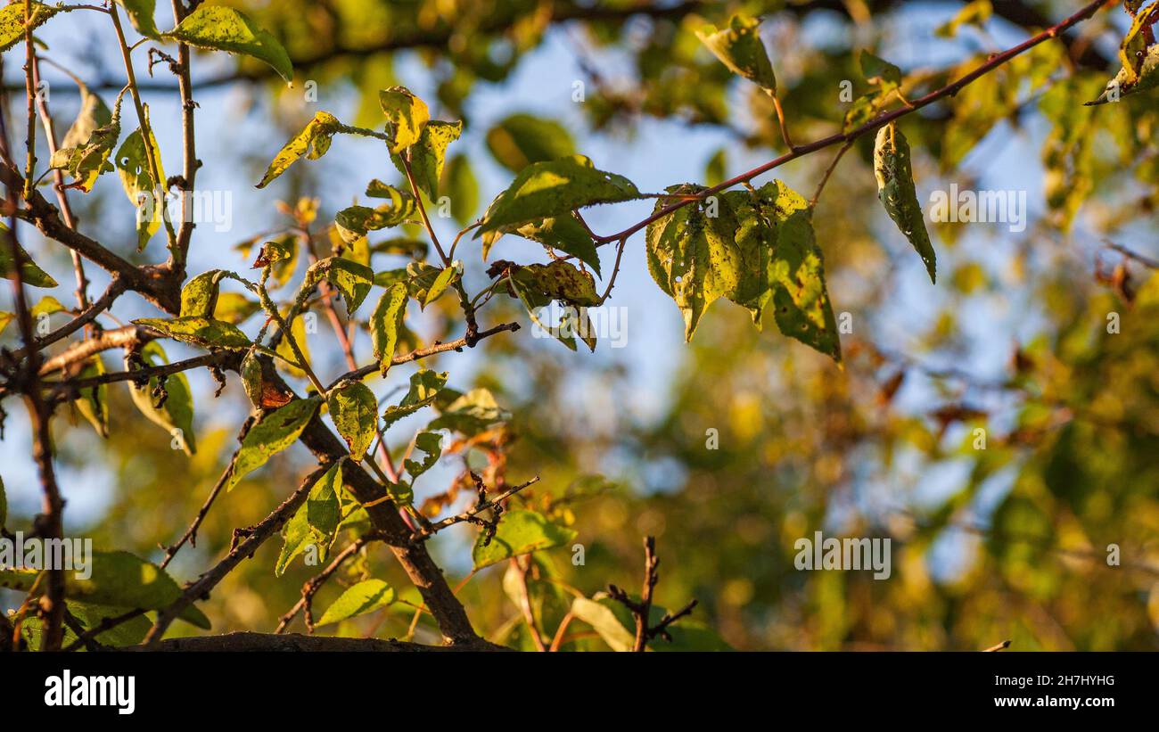 Afidi danno lascia parassita peste. La colonia di Aphidoidea danneggia gli alberi nel giardino mangiando le foglie. Pericoloso peste di piante coltivate che mangiano succo vegetale. Foto Stock