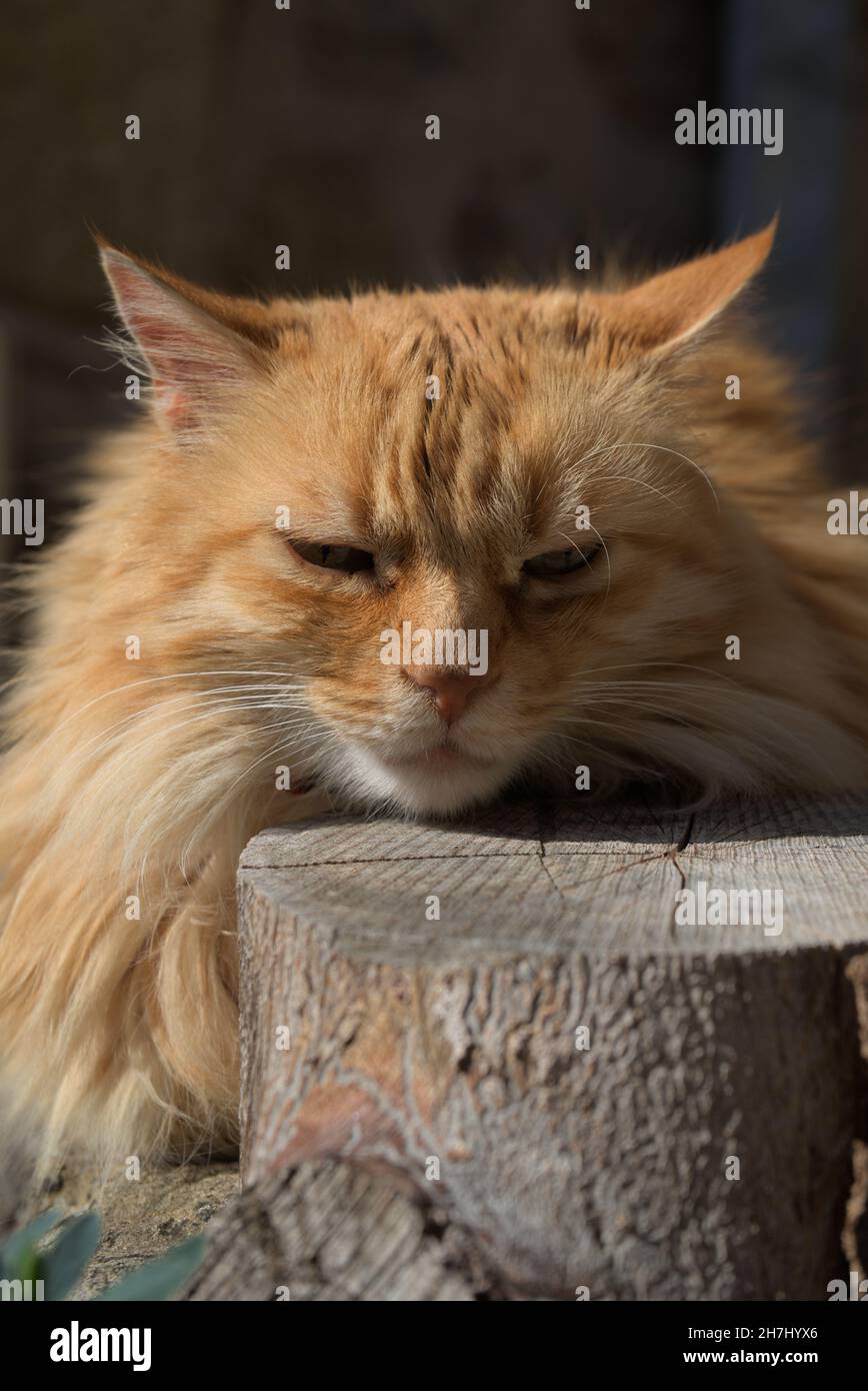 testa di un gatto rosso di angora di fronte al sole Foto Stock