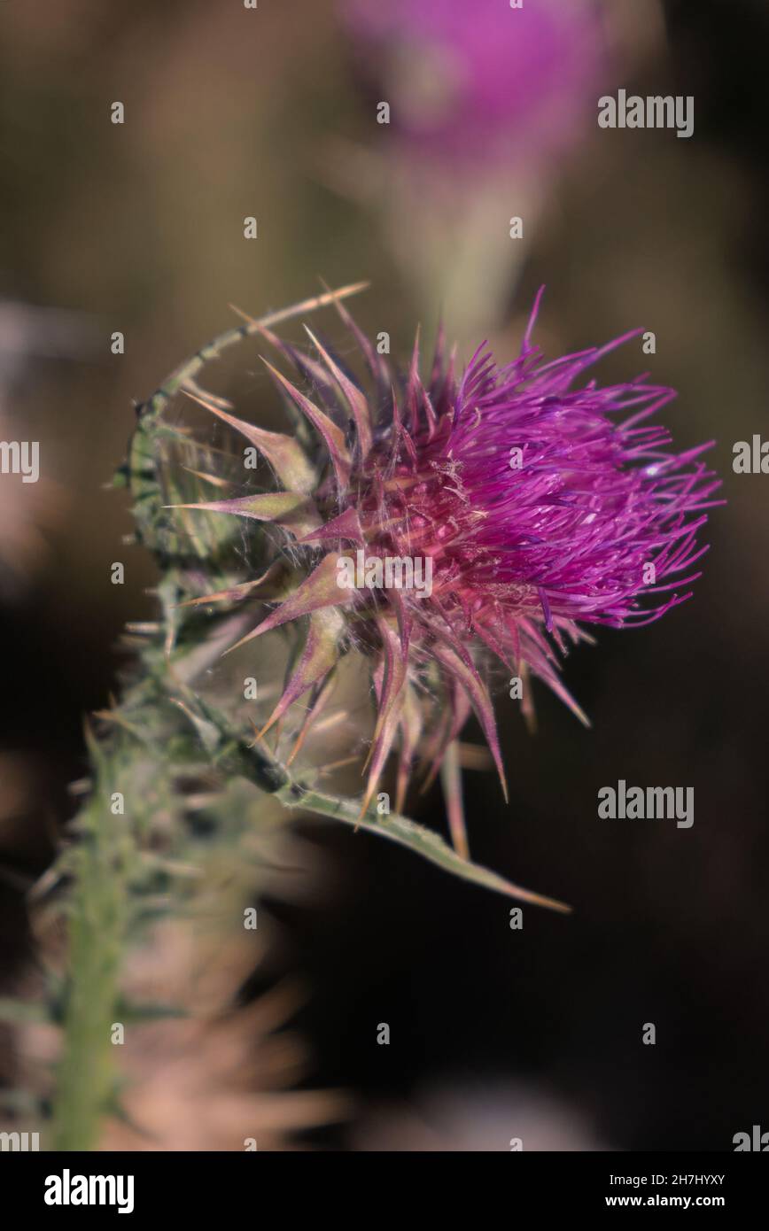 i fiori viola del cardo si avvicinano Foto Stock