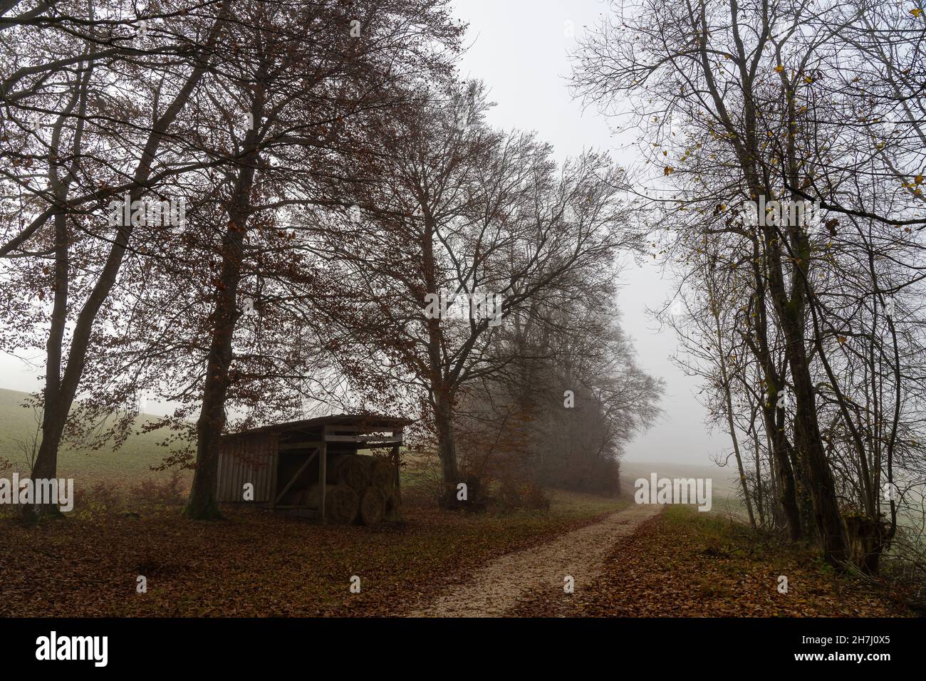 eerie frosty percorso di nebbia che domina una cabina nella foresta Foto Stock