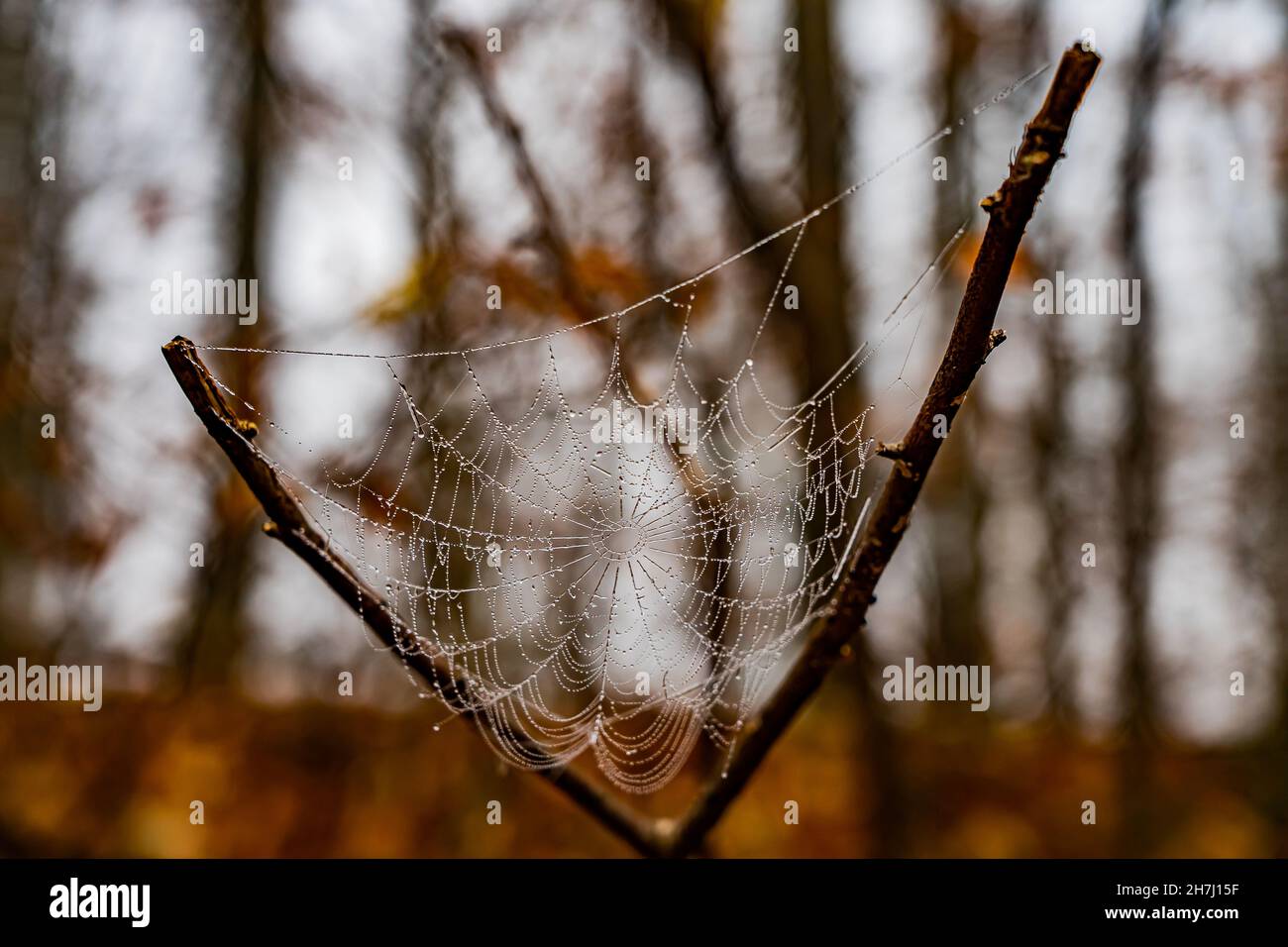 diramazione con ragnatela ghiacciata in inverno Foto Stock