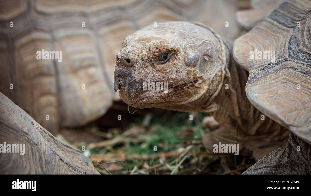 Tartaruga Aldabra in primo piano in ambiente naturale Foto Stock