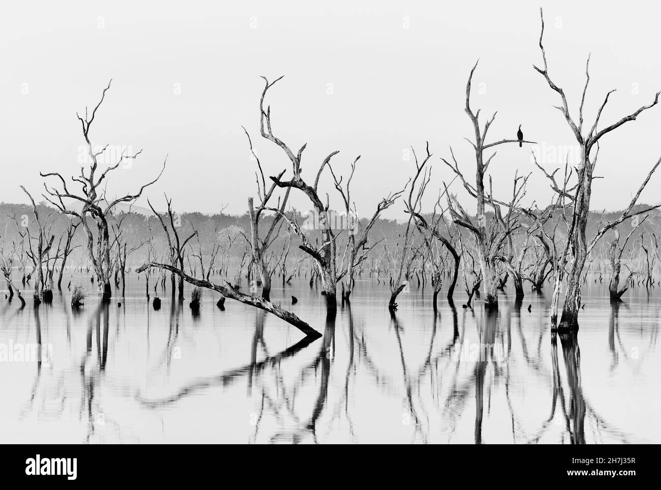 Un cormorano siede su un ramo ad un'alba fumosa (combustione controllata) in una foresta allagata, Lily Creek Lagoon, Kununurra, Australia Occidentale, Australia Occidentale. Foto Stock