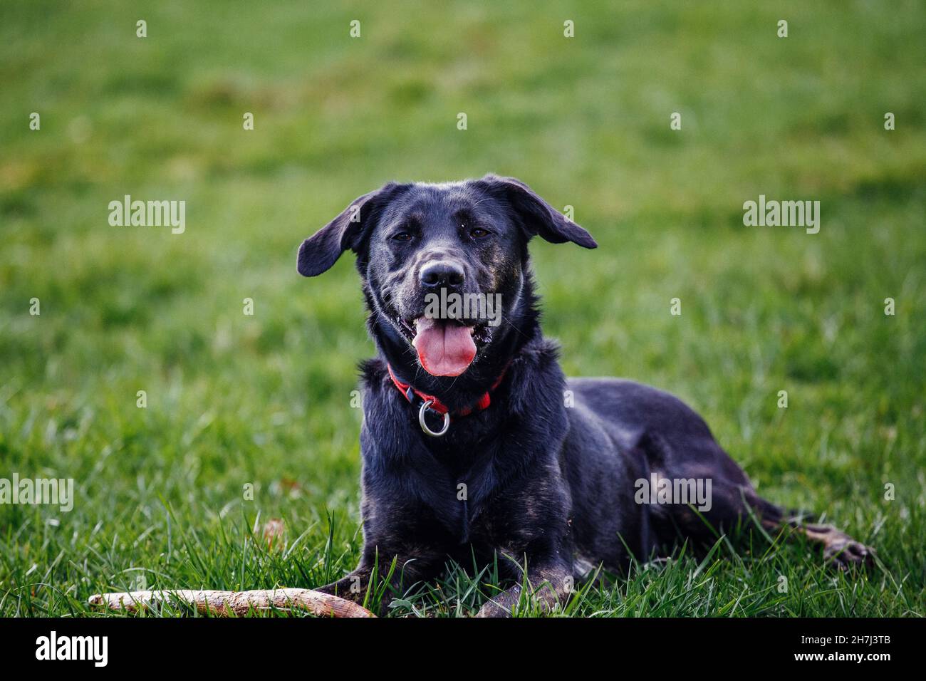 Adorabile nero che gioca con il suo bastone sul terreno erboso Foto Stock