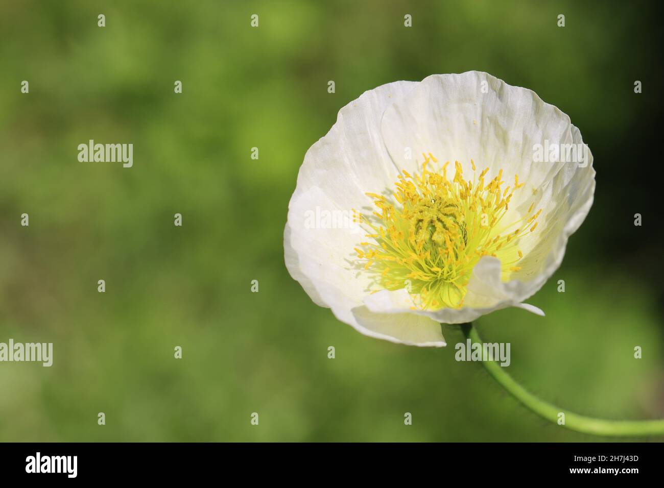 primo piano di un grazioso fiore di papavero bianco, spazio di copia Foto Stock