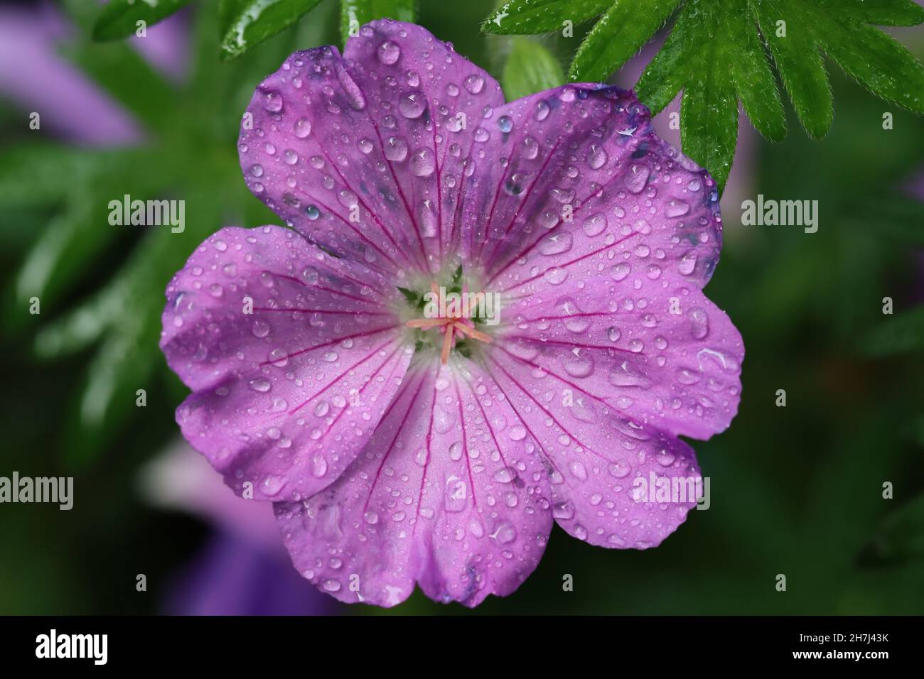primo piano di un fiore di geranio con molte piccole gocce sui petali rosa, vista diretta nel fiore Foto Stock