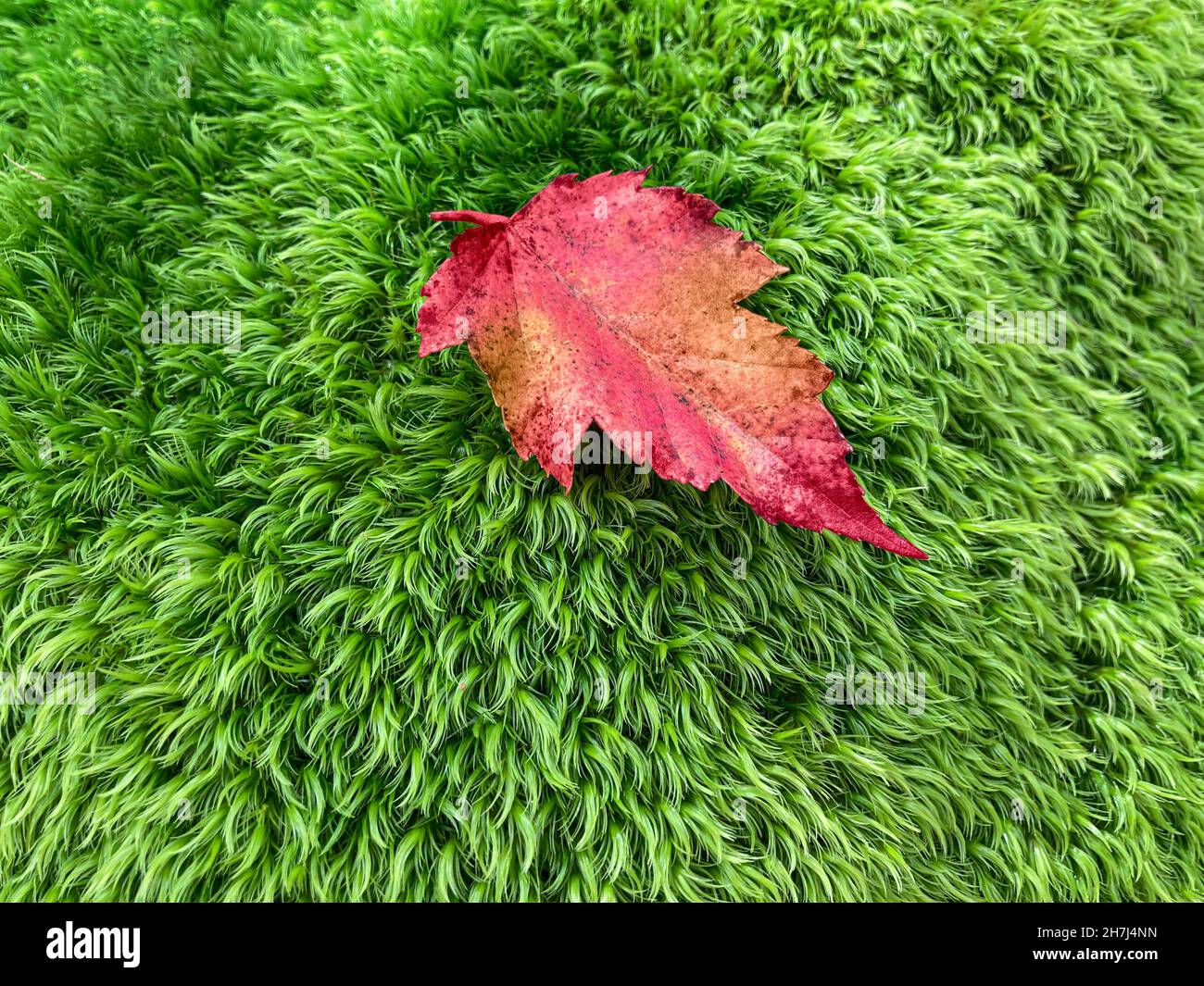 Dettaglio del muschio delle foglie Foto Stock