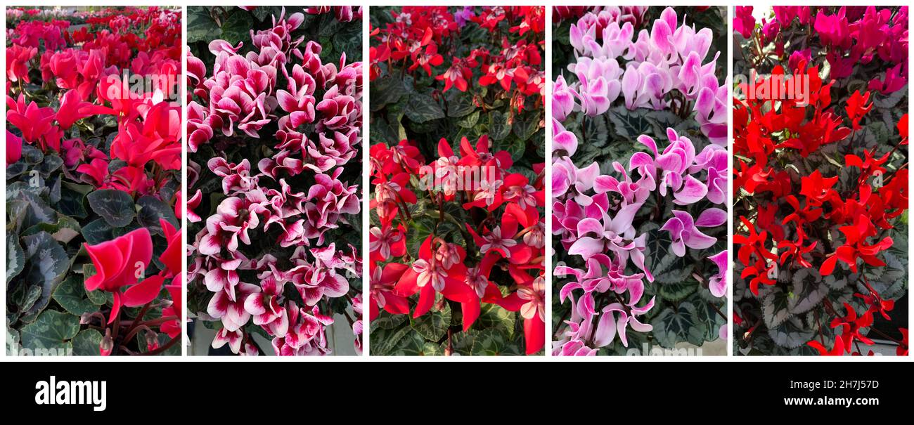 Bellissimo collage di fiori di ciclamino. Ciclamino pericum. Fiori d'autunno. Foto Stock
