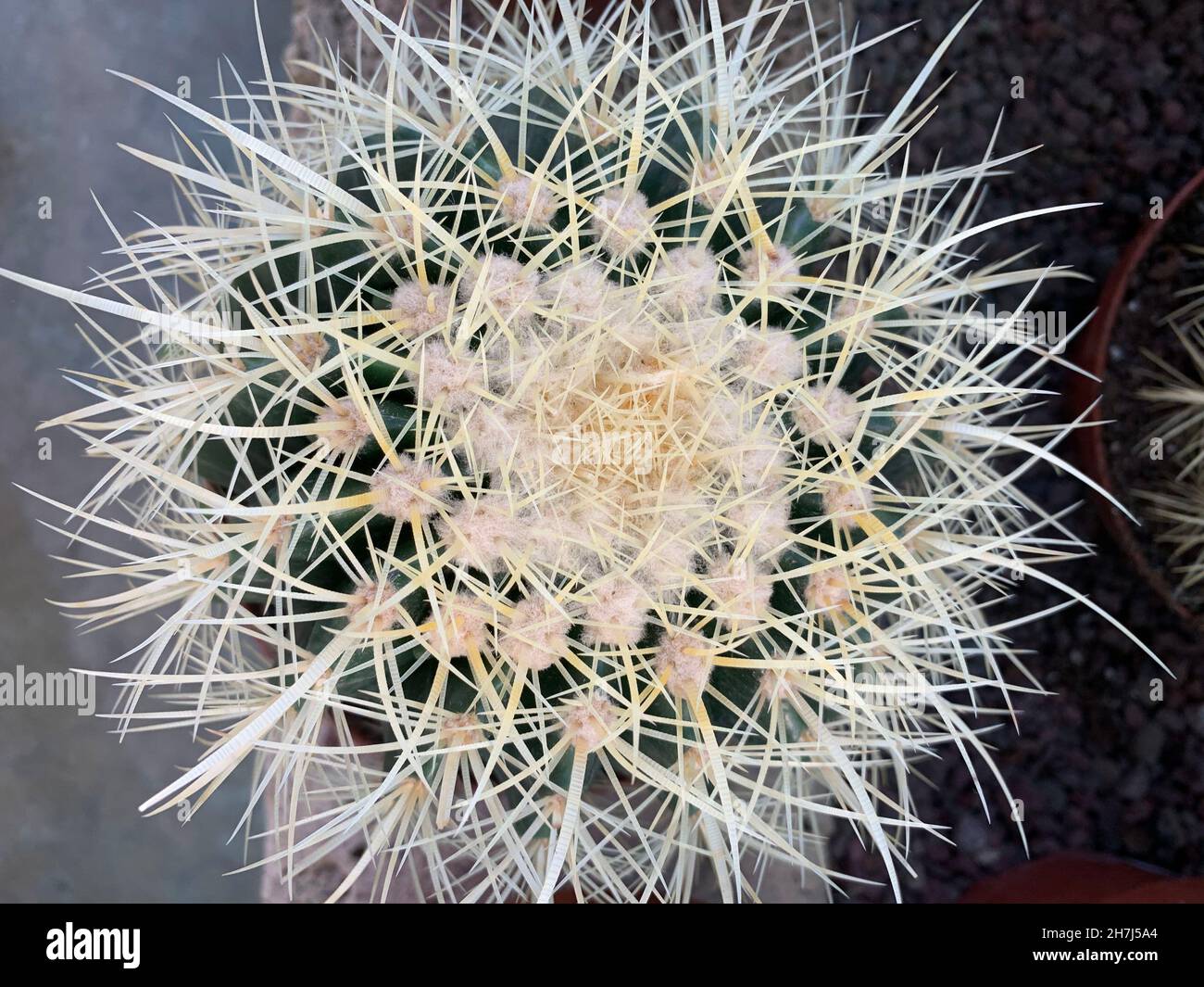 Cactus isolato su sfondo scuro. Primo piano. Foto Stock