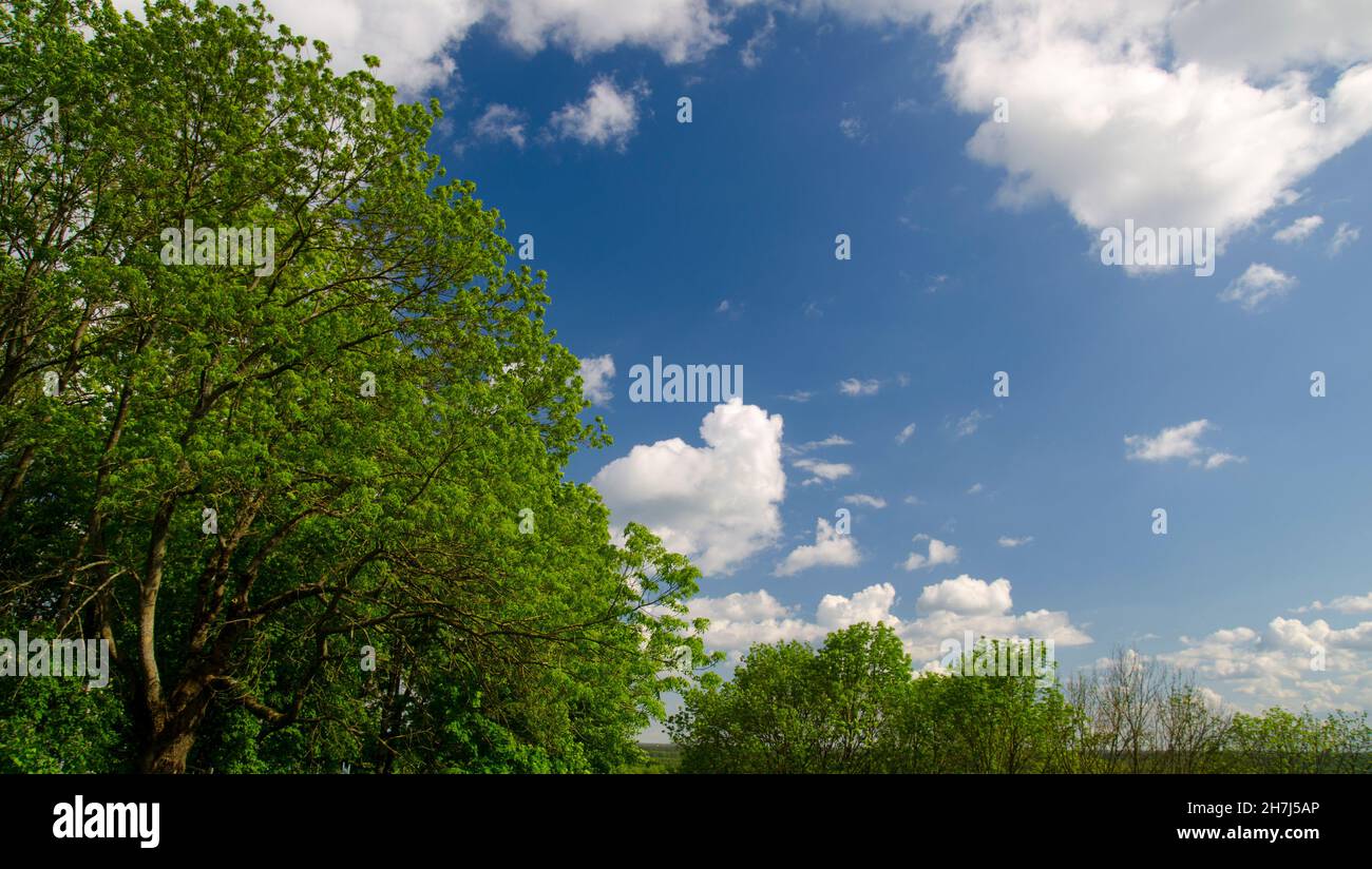 Alberi verdi e nuvole bianche - sfondo naturale estivo. Modello di previsione meteo Foto Stock