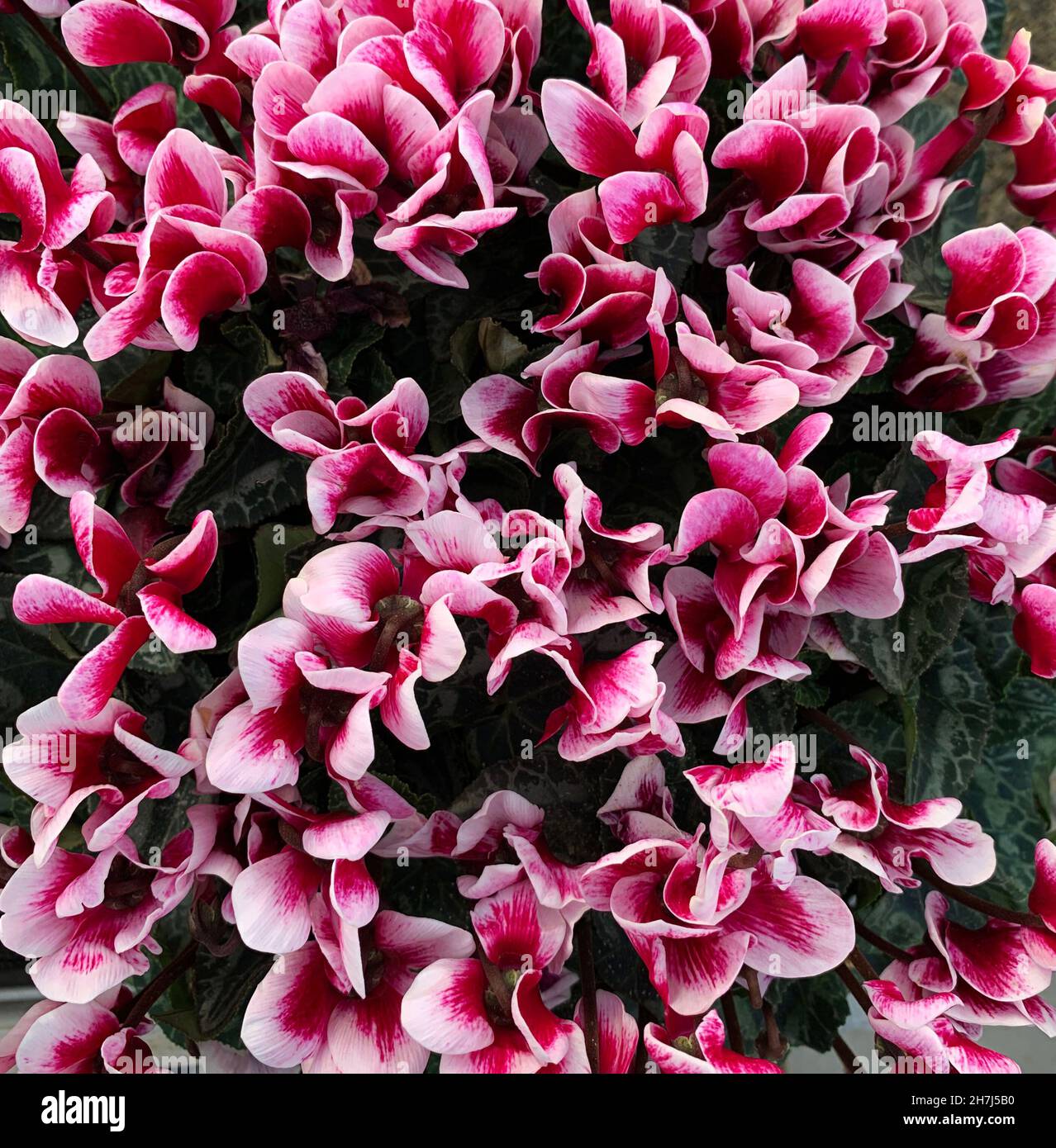 Carta da parati di fiori colorati di ciclamino rosa e bianco, primo piano. Sfondo. Fiore d'autunno. Foto Stock